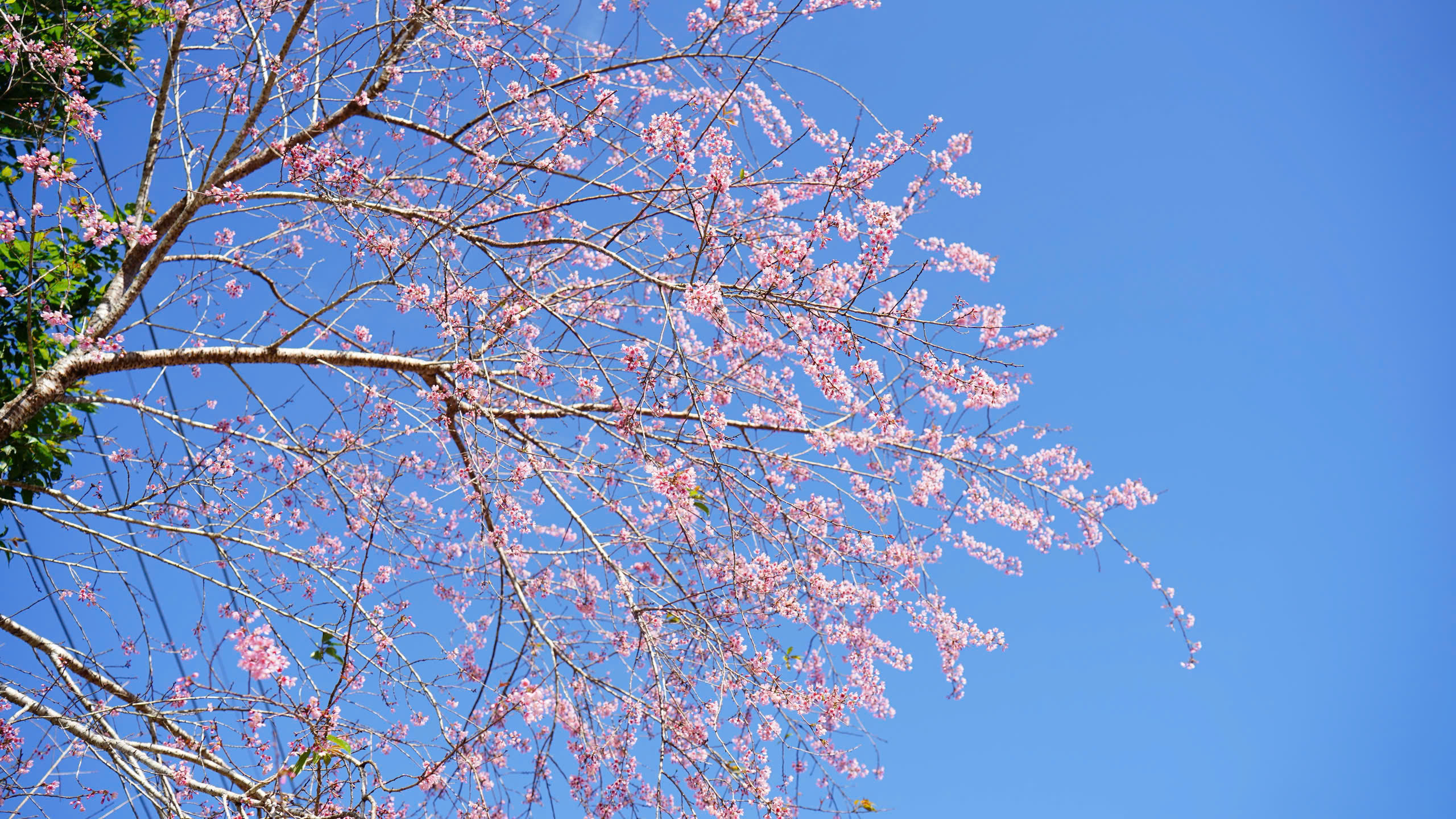 Đón năm mới 2026: Lên Măng Đen ngắm hoa anh đào, xuống phố hòa nhịp lễ hội - Ảnh 1.