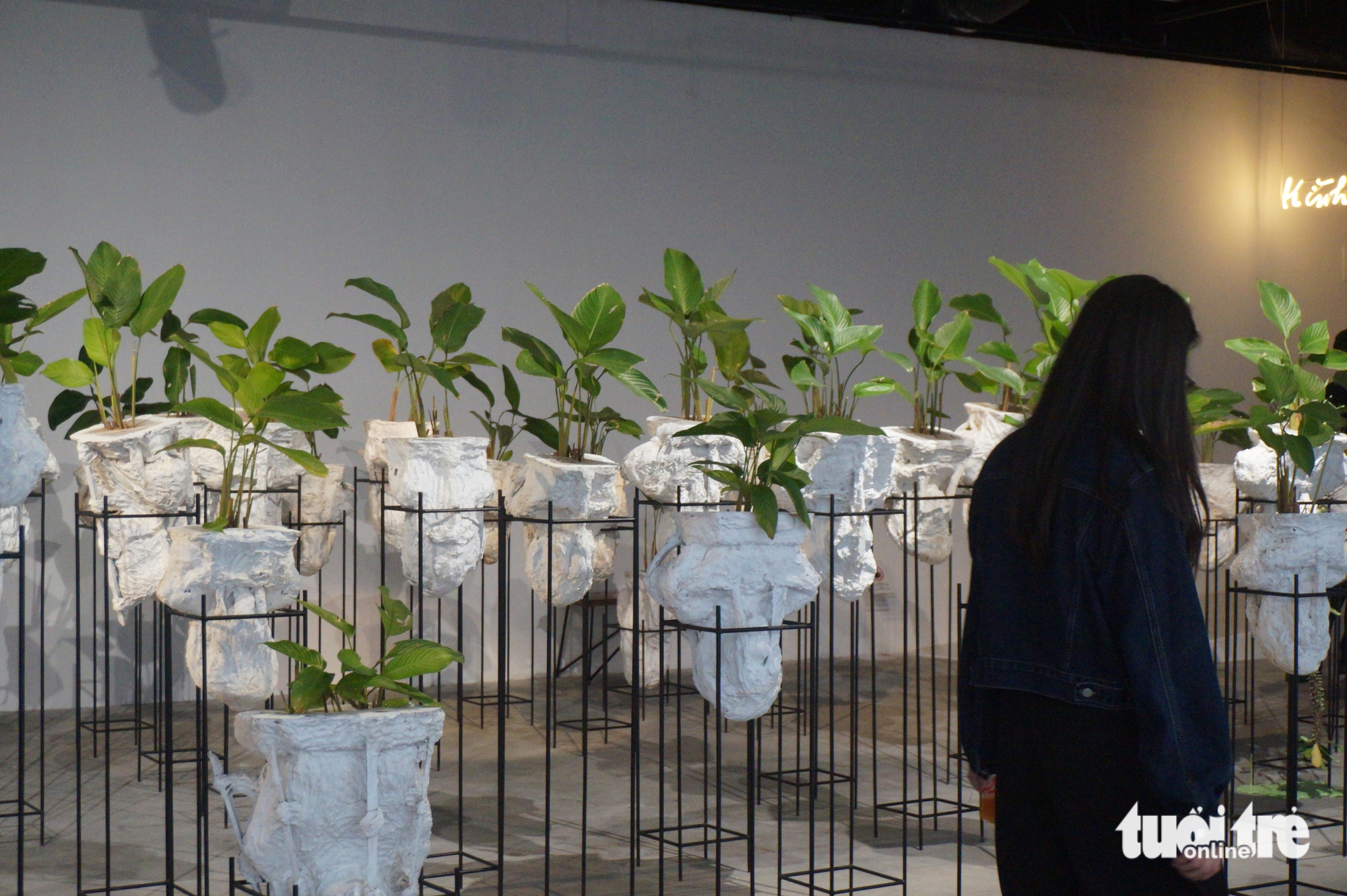 bèo hoa dâu - Ảnh 6.