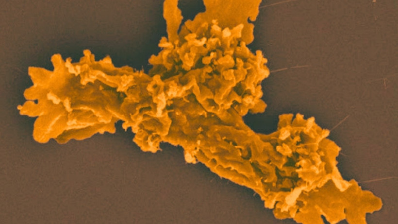 sinh vật mới - Ảnh 1.