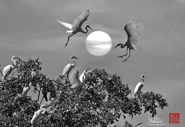 - Ảnh 5. Bùi Minh Sơn - Ảnh 5.