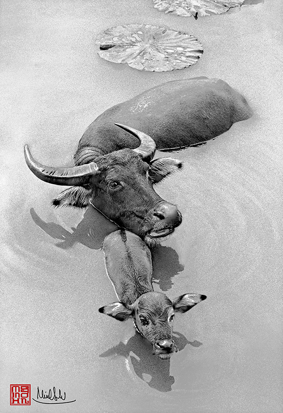 - Ảnh 8. Bùi Minh Sơn - Ảnh 8.