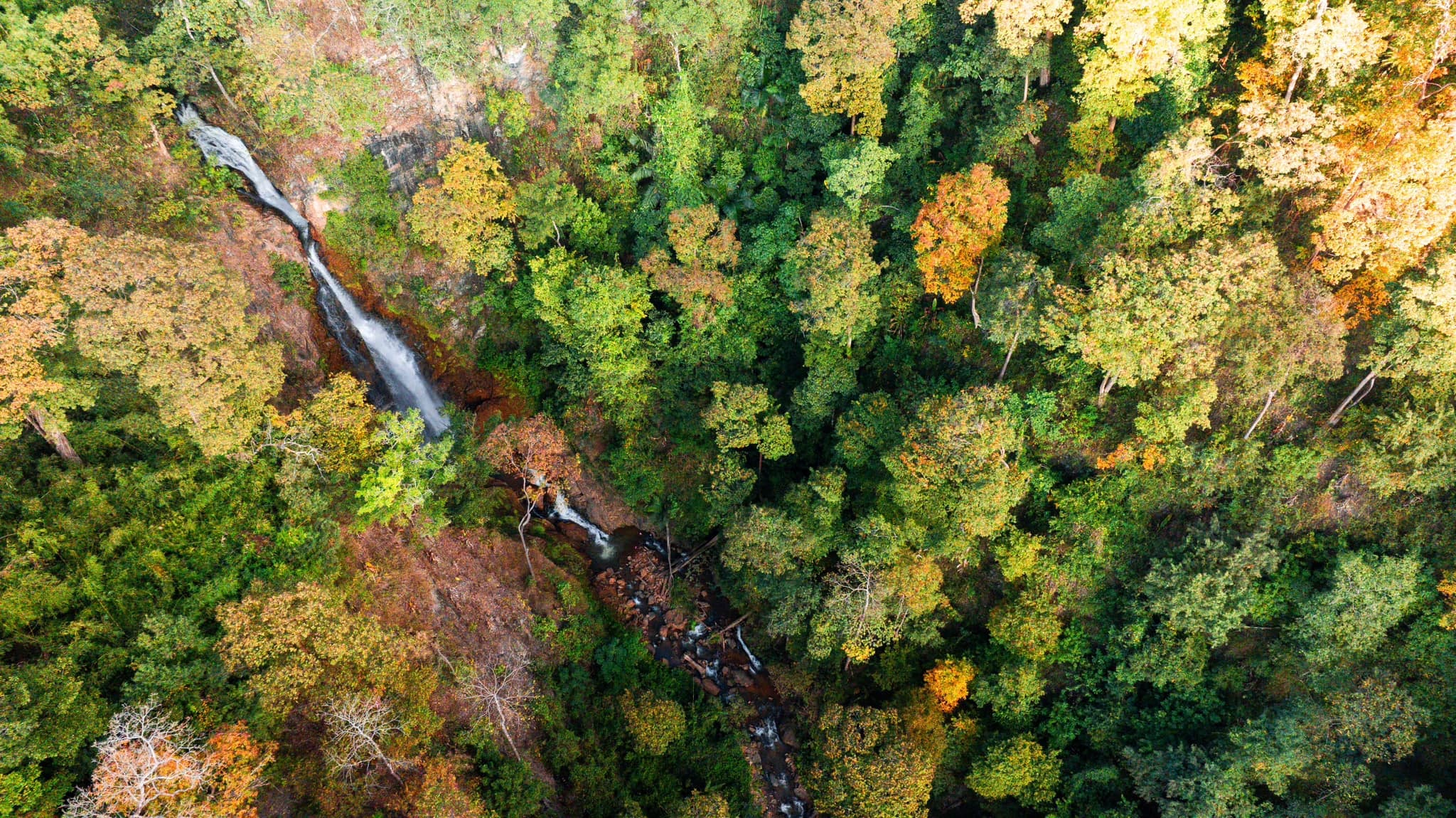 Central Vietnamese province welcomes 2026 with cherry blossoms, festive buzz- Ảnh 13.