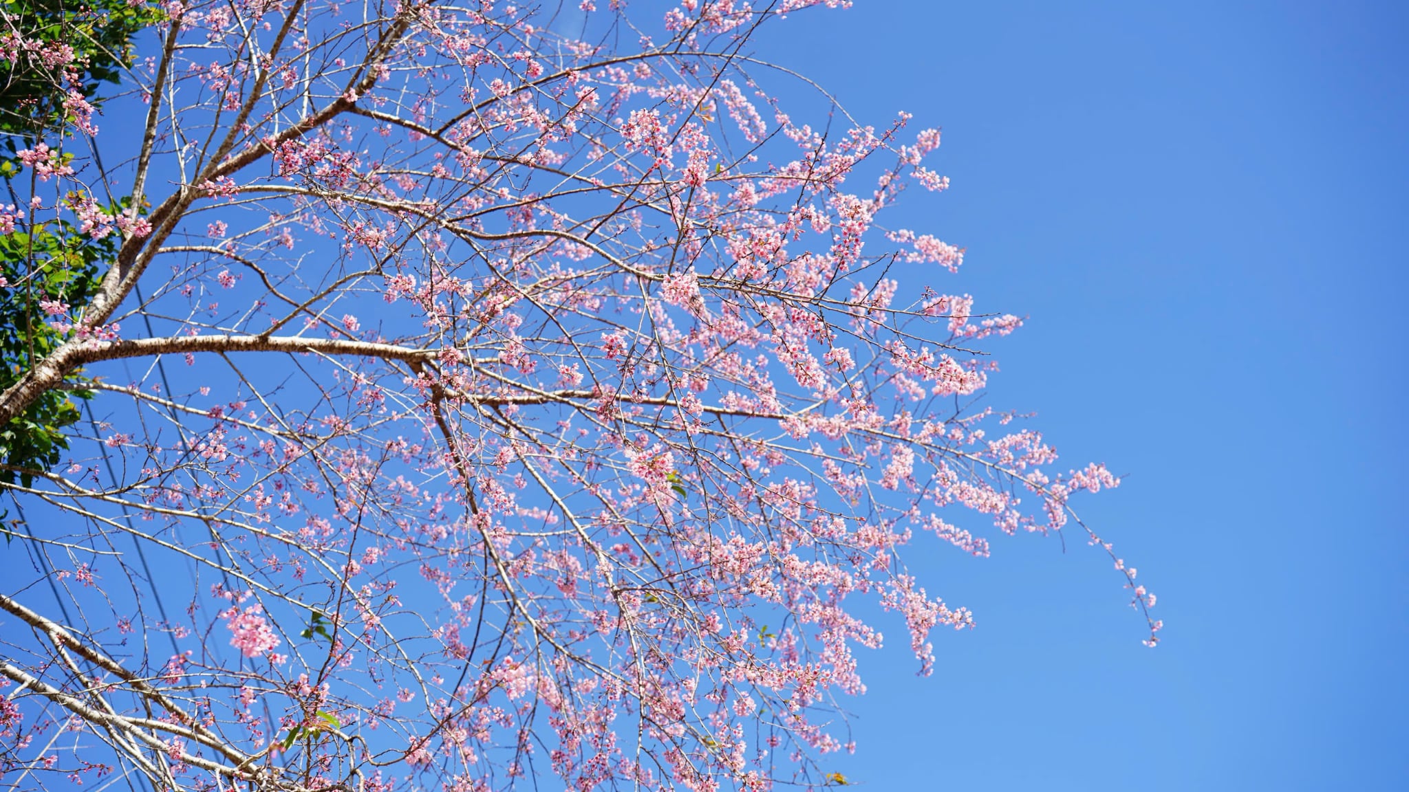 Central Vietnamese province welcomes 2026 with cherry blossoms, festive buzz- Ảnh 1.