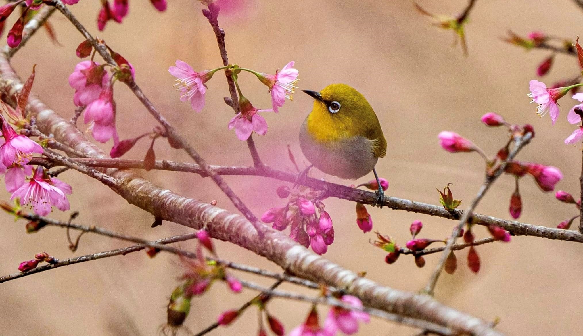 Central Vietnamese province welcomes 2026 with cherry blossoms, festive buzz- Ảnh 3.