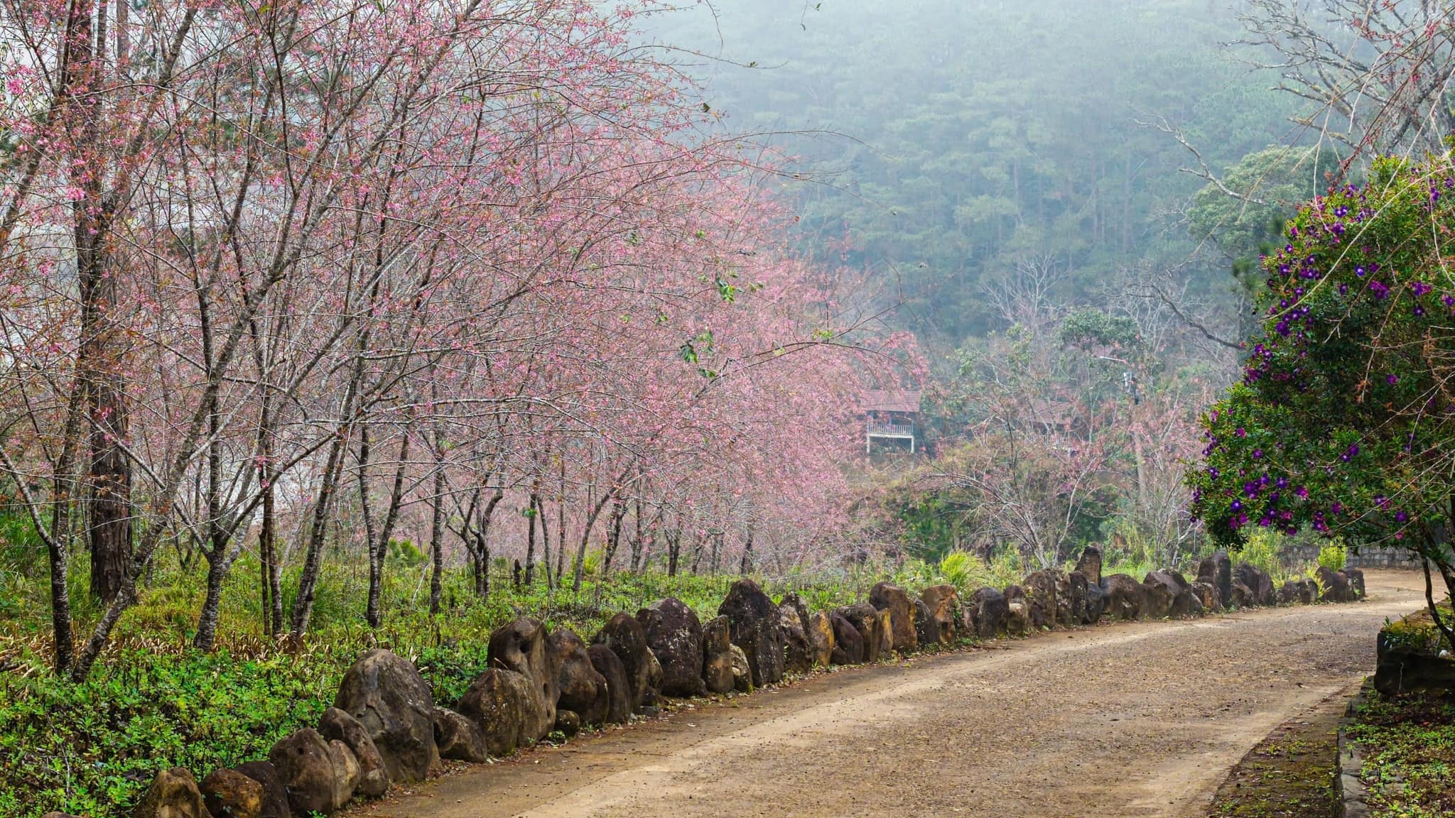 Central Vietnamese province welcomes 2026 with cherry blossoms, festive buzz- Ảnh 5.
