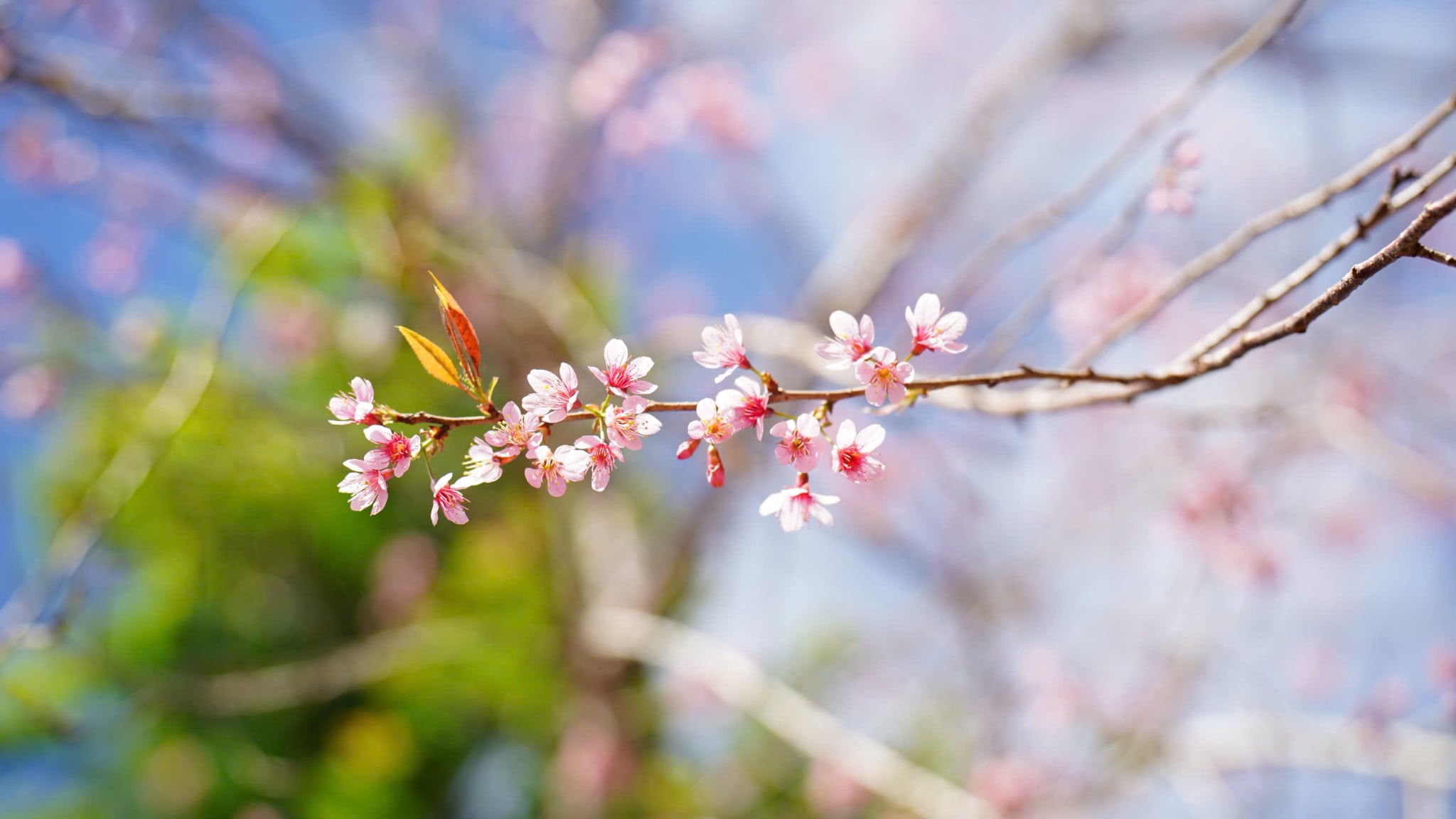Central Vietnamese province welcomes 2026 with cherry blossoms, festive buzz- Ảnh 2.