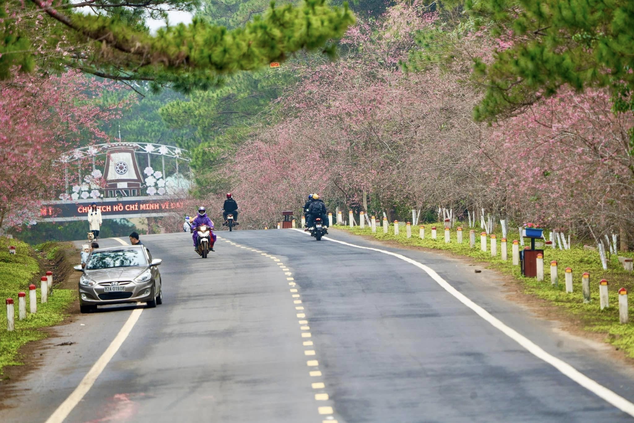 Central Vietnamese province welcomes 2026 with cherry blossoms, festive buzz- Ảnh 6.