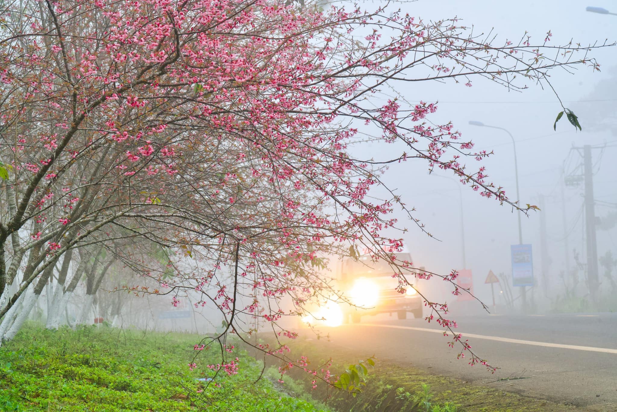 Central Vietnamese province welcomes 2026 with cherry blossoms, festive buzz- Ảnh 7.