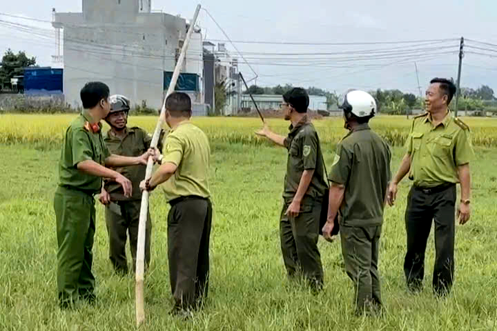 Kiểm lâm TP.HCM tháo gỡ 500m lưới giăng bẫy chim trời ở cù lao Thạnh Hội - Ảnh 1.