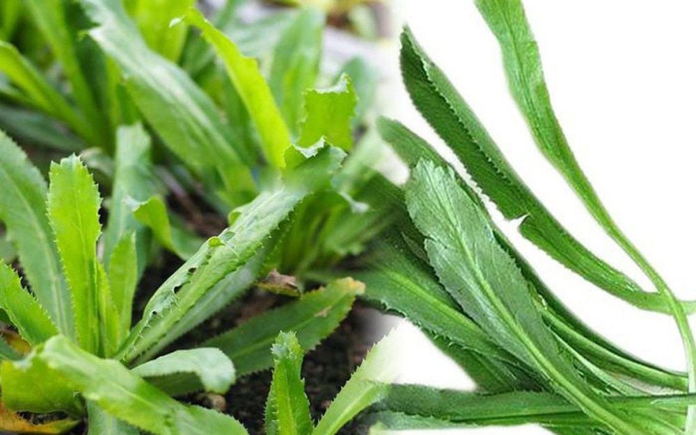 Lá mùi tàu có tác dụng thế nào? - Ảnh 1. ngò gai - Ảnh 1.