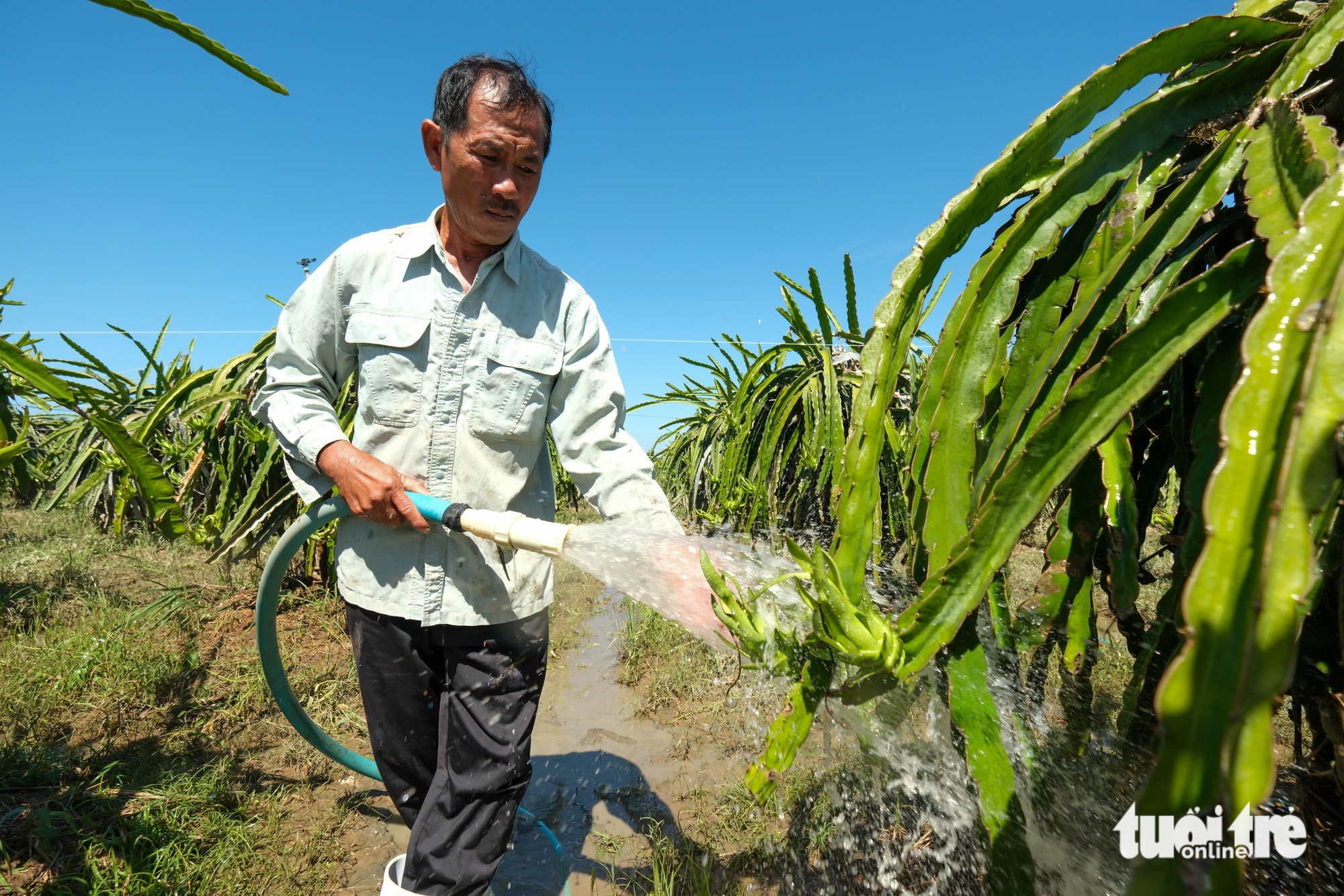 Nhà vườn thanh long Bình Thuận mất trắng vì lũ - Ảnh 3.