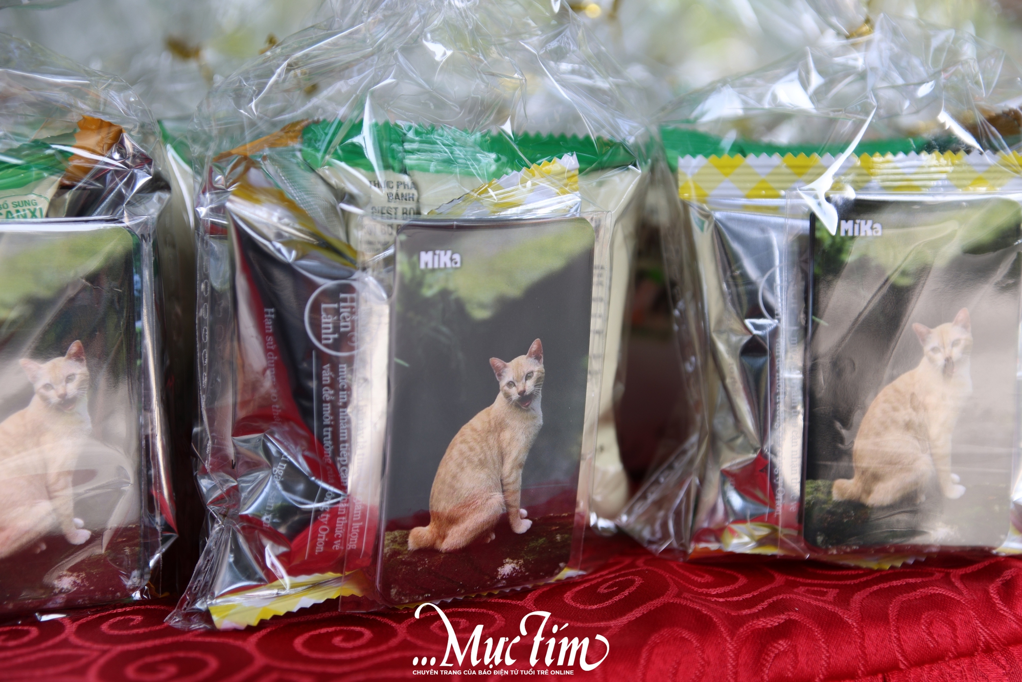 Thảo cầm viên họp mặt fan Mika và những idol Zoobiz- Ảnh 5. Thảo cầm viên họp mặt fan Mika và những idol Zoobiz- Ảnh 5.