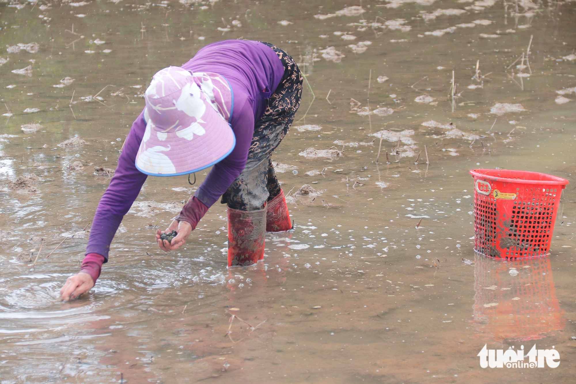 ốc bươu vàng - Ảnh 1.