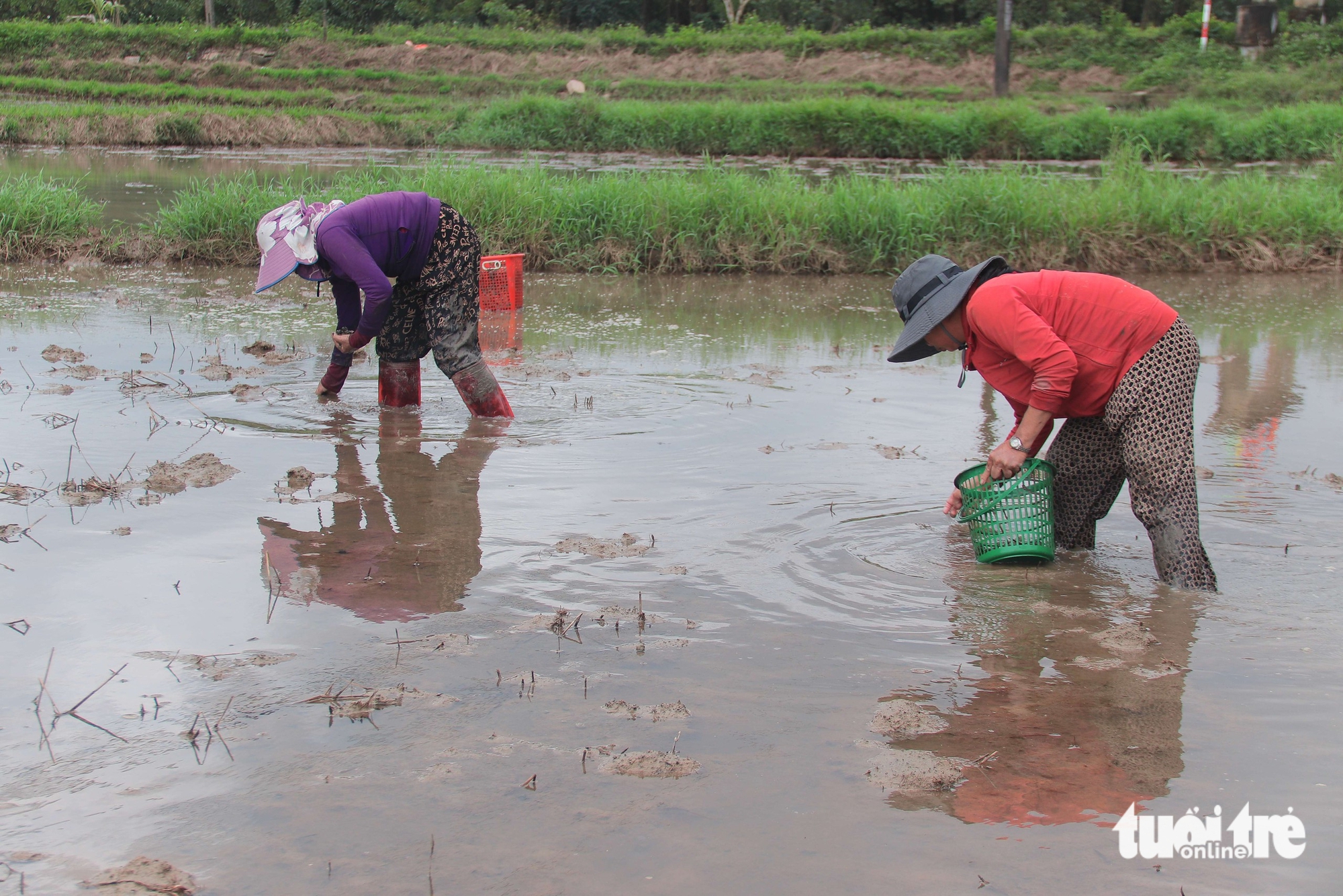ốc bươu vàng - Ảnh 2.