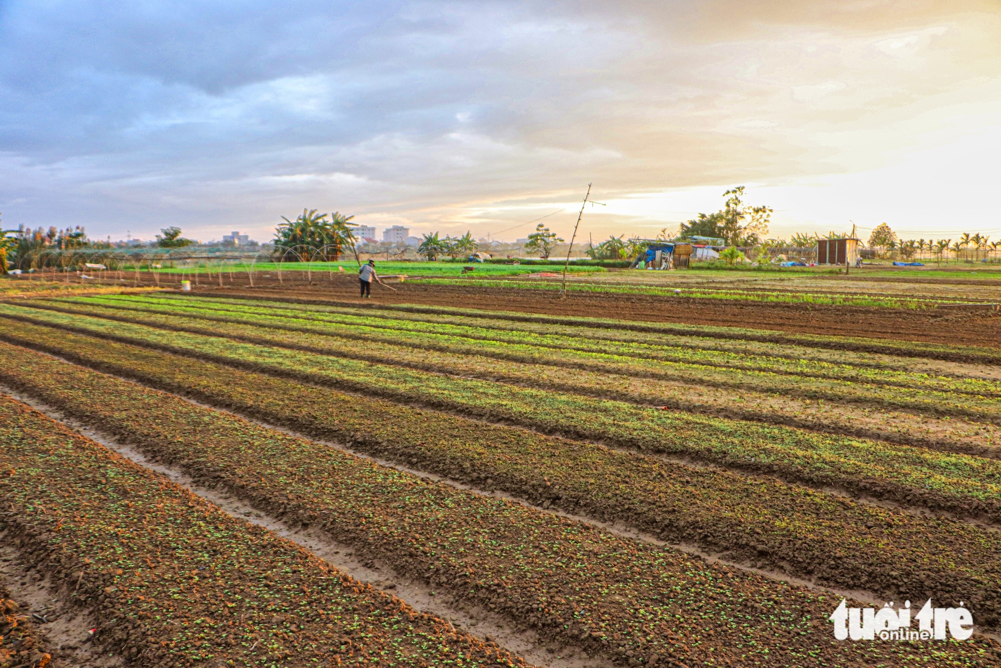 Đà Nẵng - Ảnh 4.