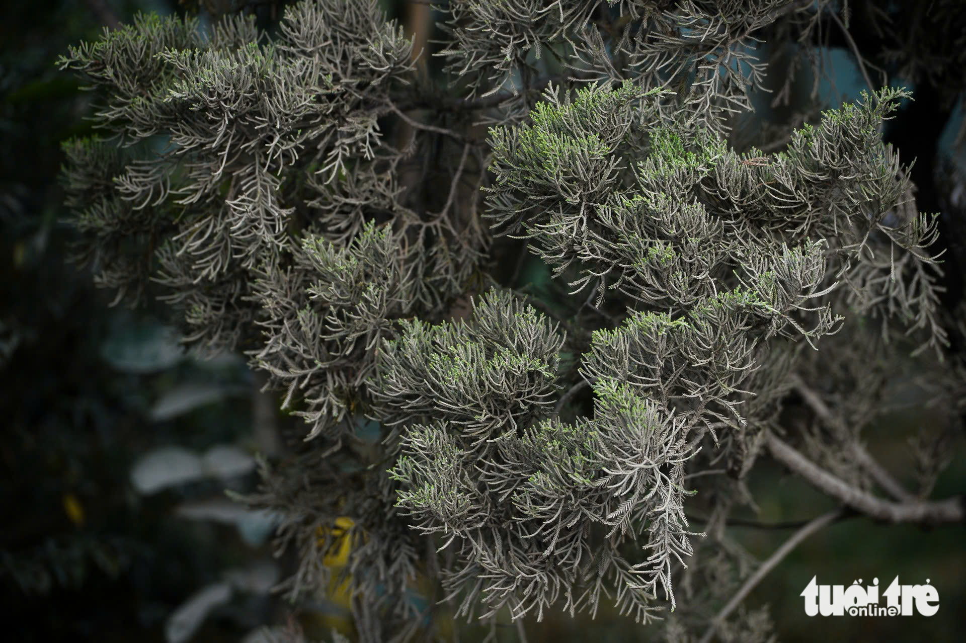 Breathing dust: Hanoi’s street workers face health risks amid smog - Ảnh 8. Breathing dust: Hanoi’s street workers face health risks amid smog - Ảnh 8.