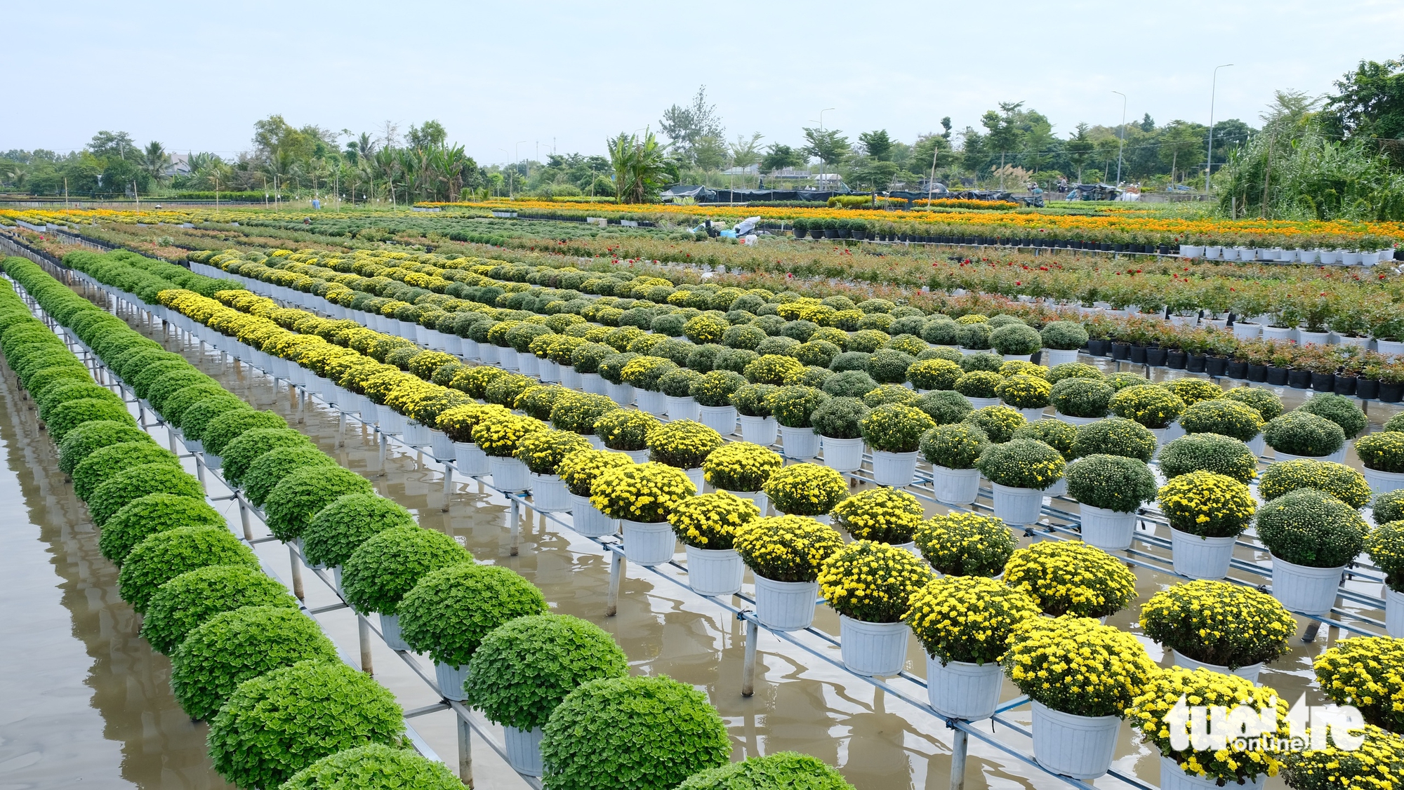 làng hoa Sa Đéc - Ảnh 4.