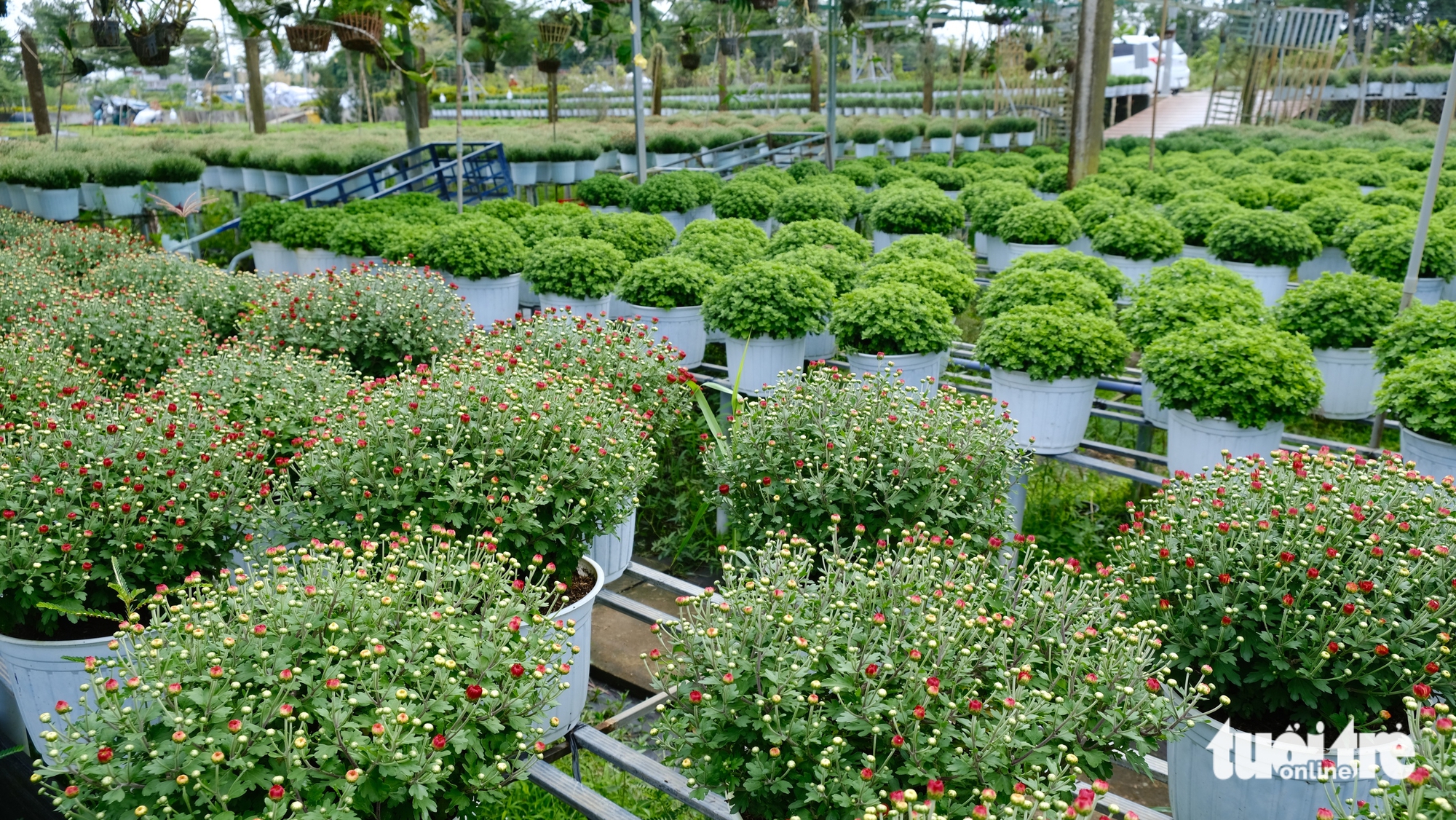 làng hoa Sa Đéc - Ảnh 5.