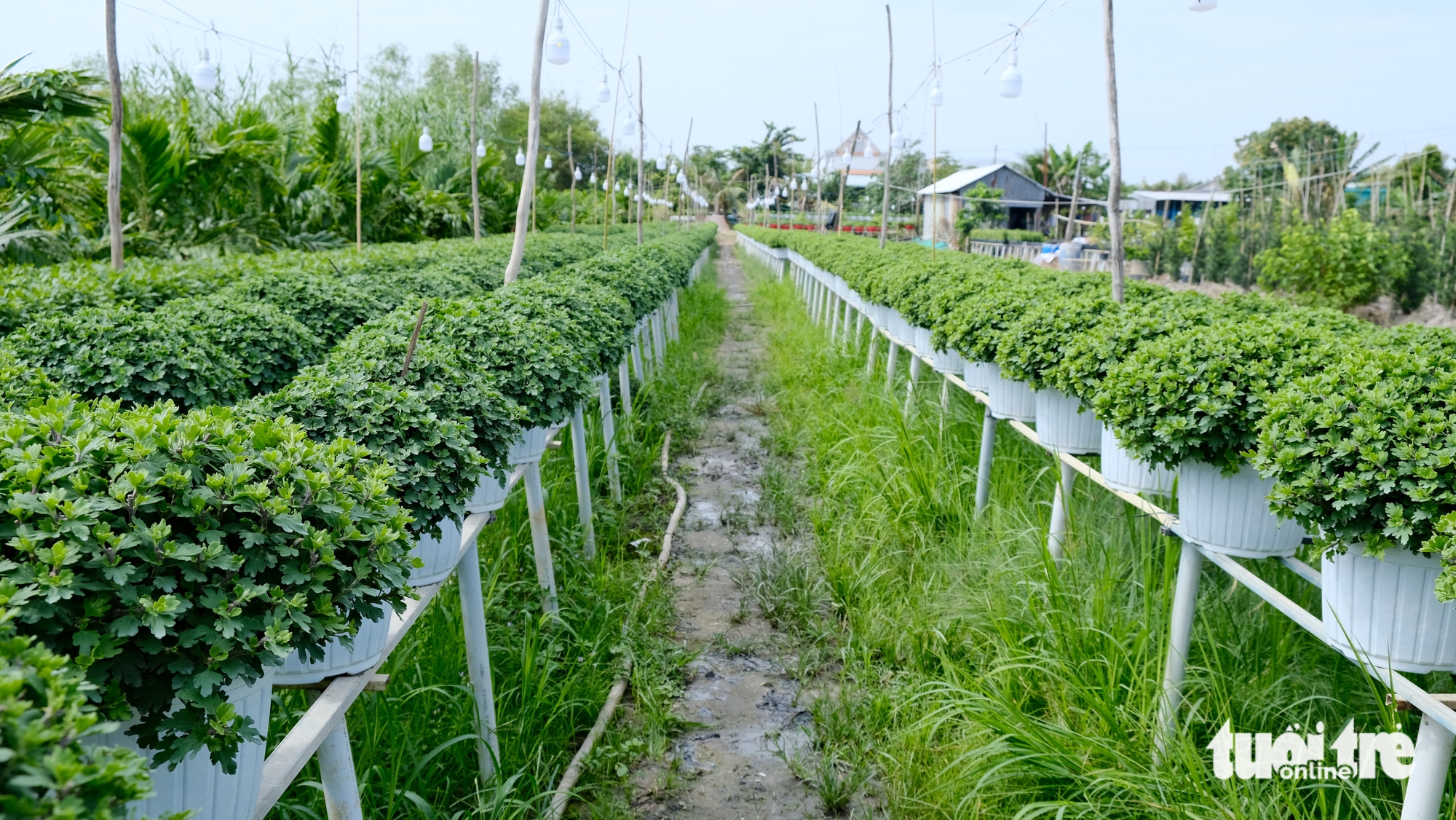 làng hoa Sa Đéc - Ảnh 6.