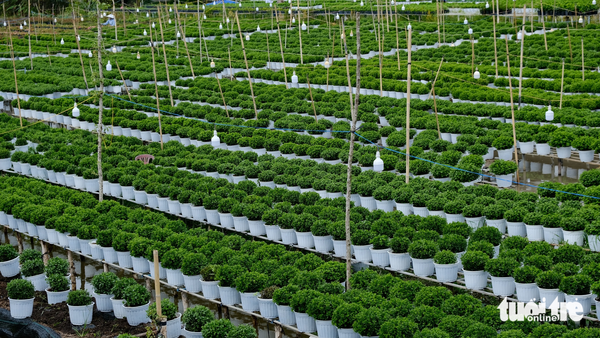 Dự kiến giá hoa Tết ở làng hoa Sa Đéc sẽ tăng do chi phí chăm sóc cao - Ảnh 7.