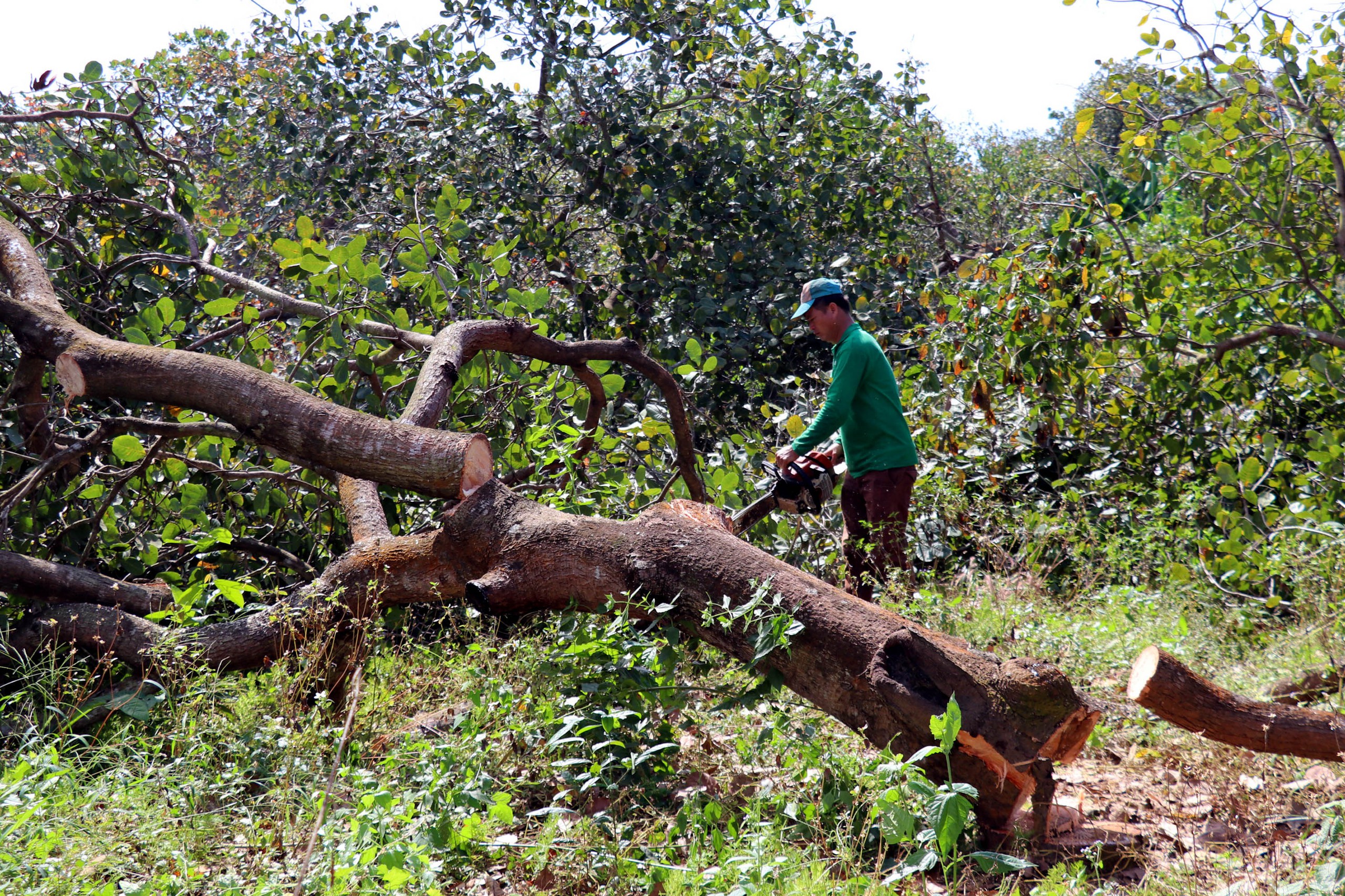 cao tốc - Ảnh 2.