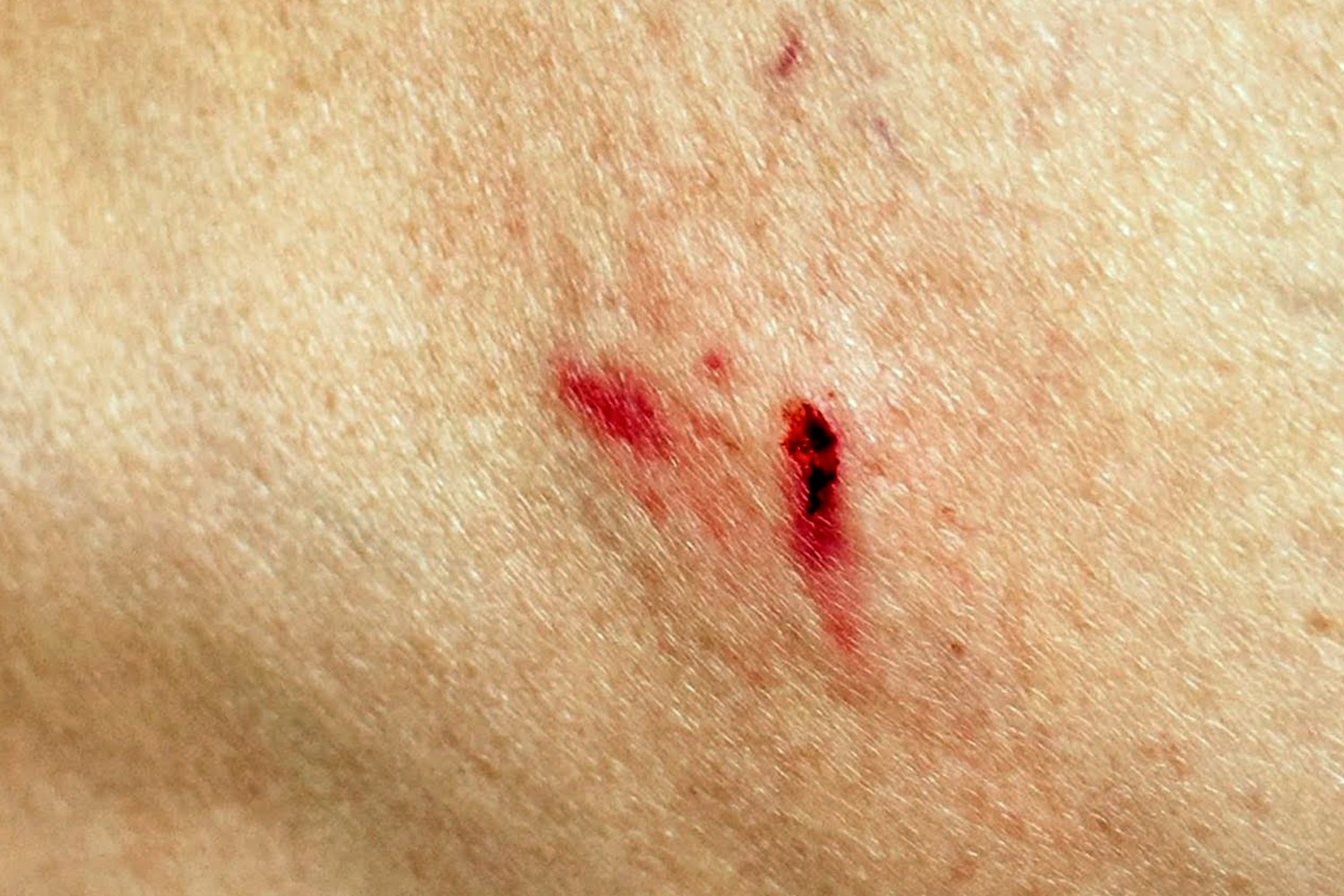 khỉ hoang - Ảnh 1.