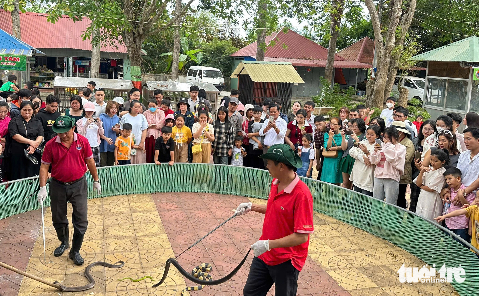 Hàng nghìn du khách thích thú khi tham quan trại rắn Đồng Tâm - Tuổi ...