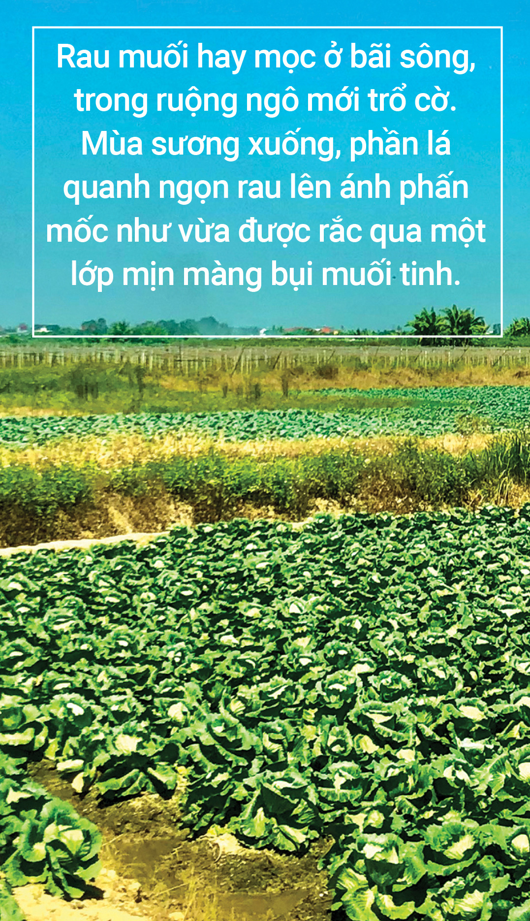 Mùa xuân ăn rau lành - Ảnh 9.