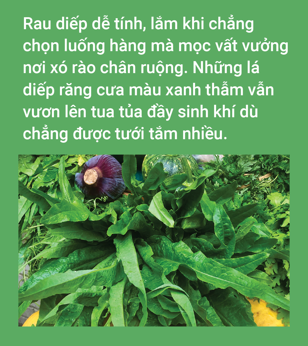Mùa xuân ăn rau lành - Ảnh 5.