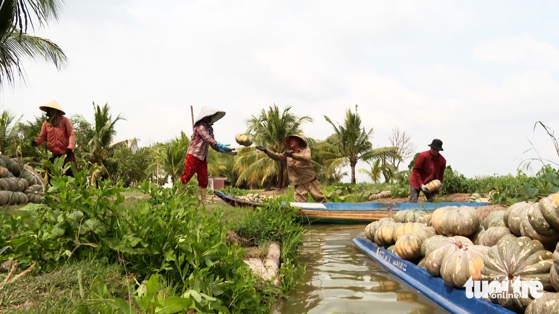 Nông dân Cà Mau sản xuất theo kiểu ‘thuận thiên’ - Ảnh 6.