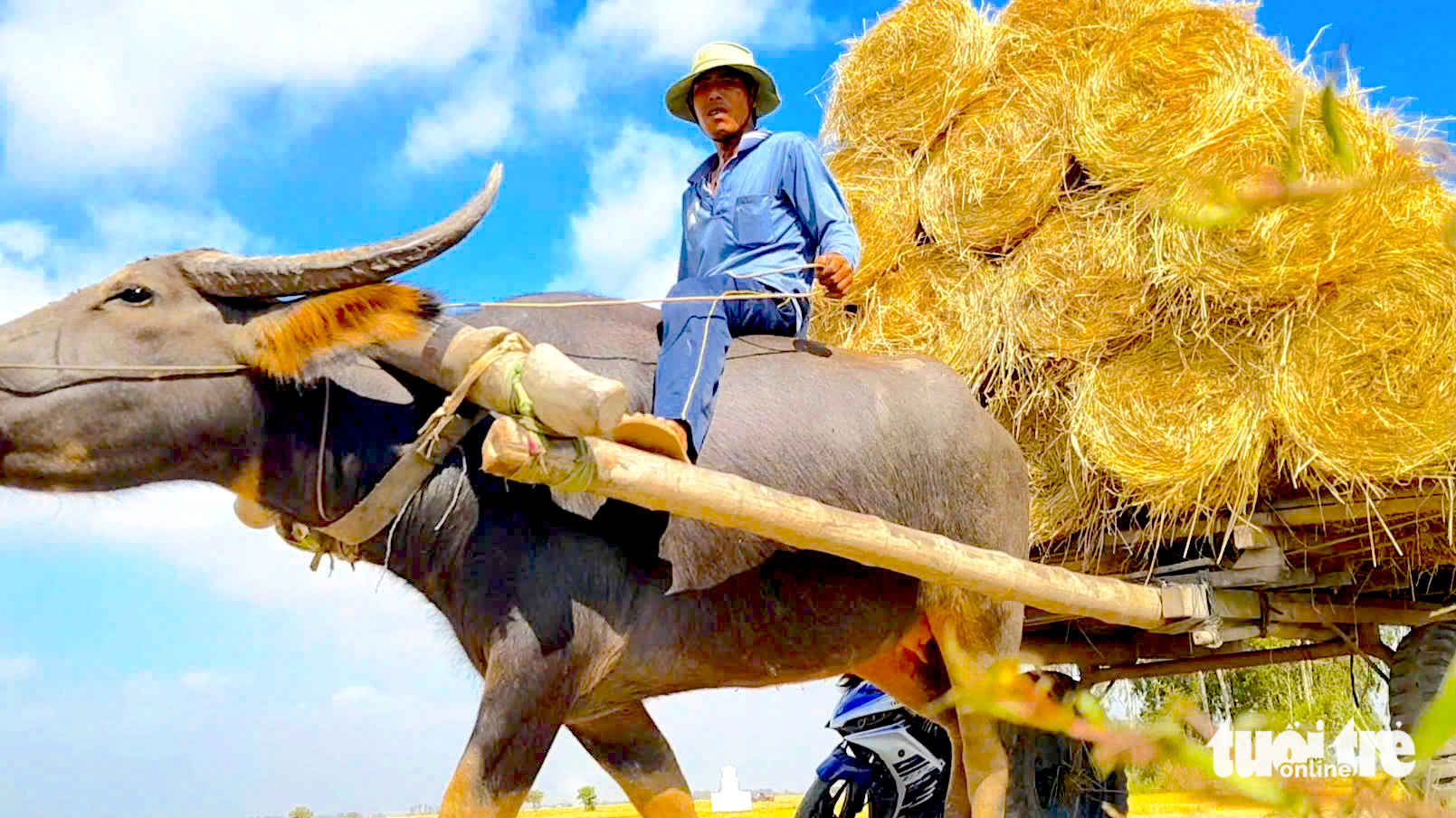 Mùa cộ trâu trên đồng lúa chín miền Tây   - Ảnh 1.