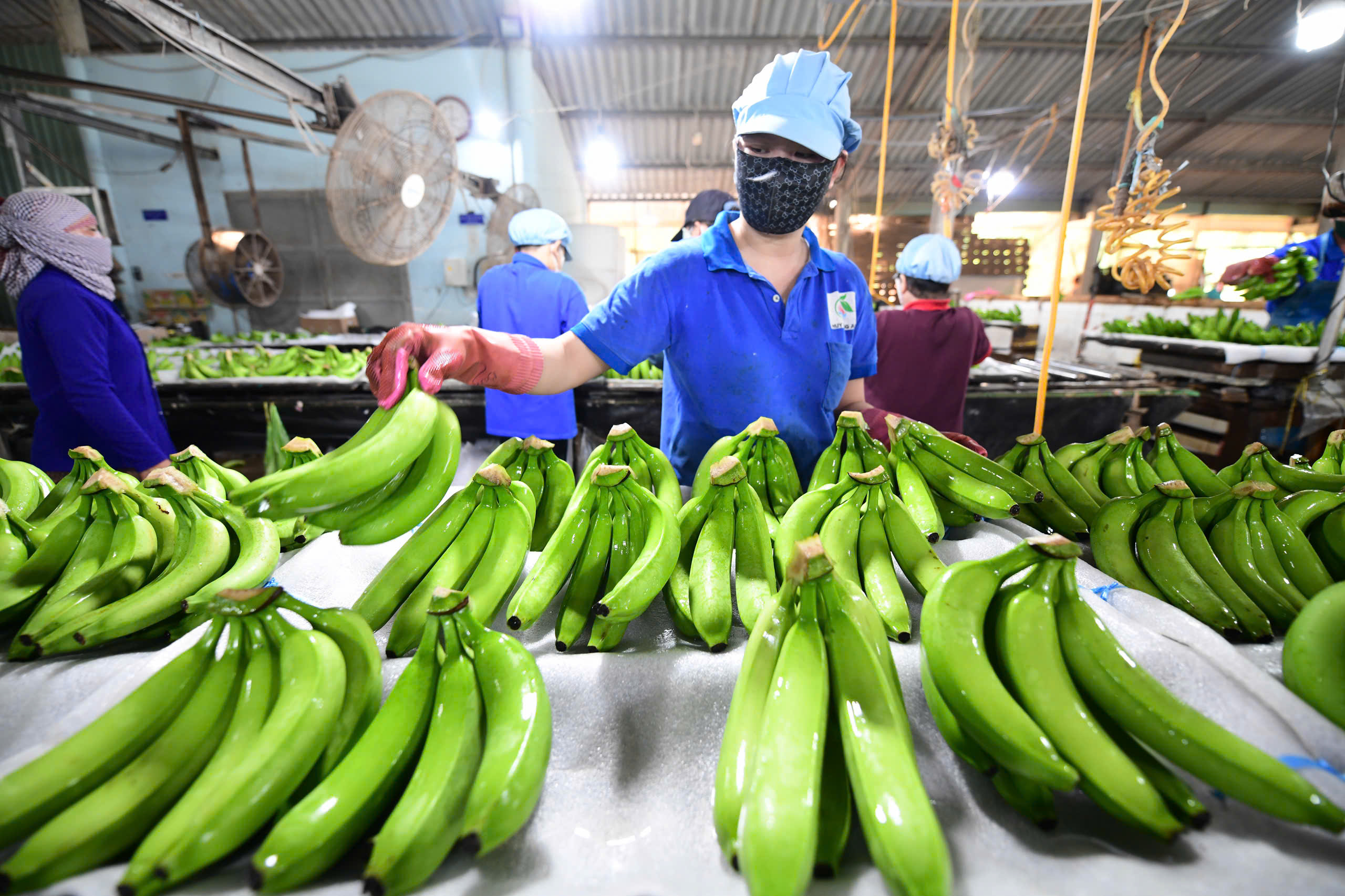 Hướng tới tương lai xanh, thịnh vượng - Ảnh 1. tương lai xanh - Ảnh 1.