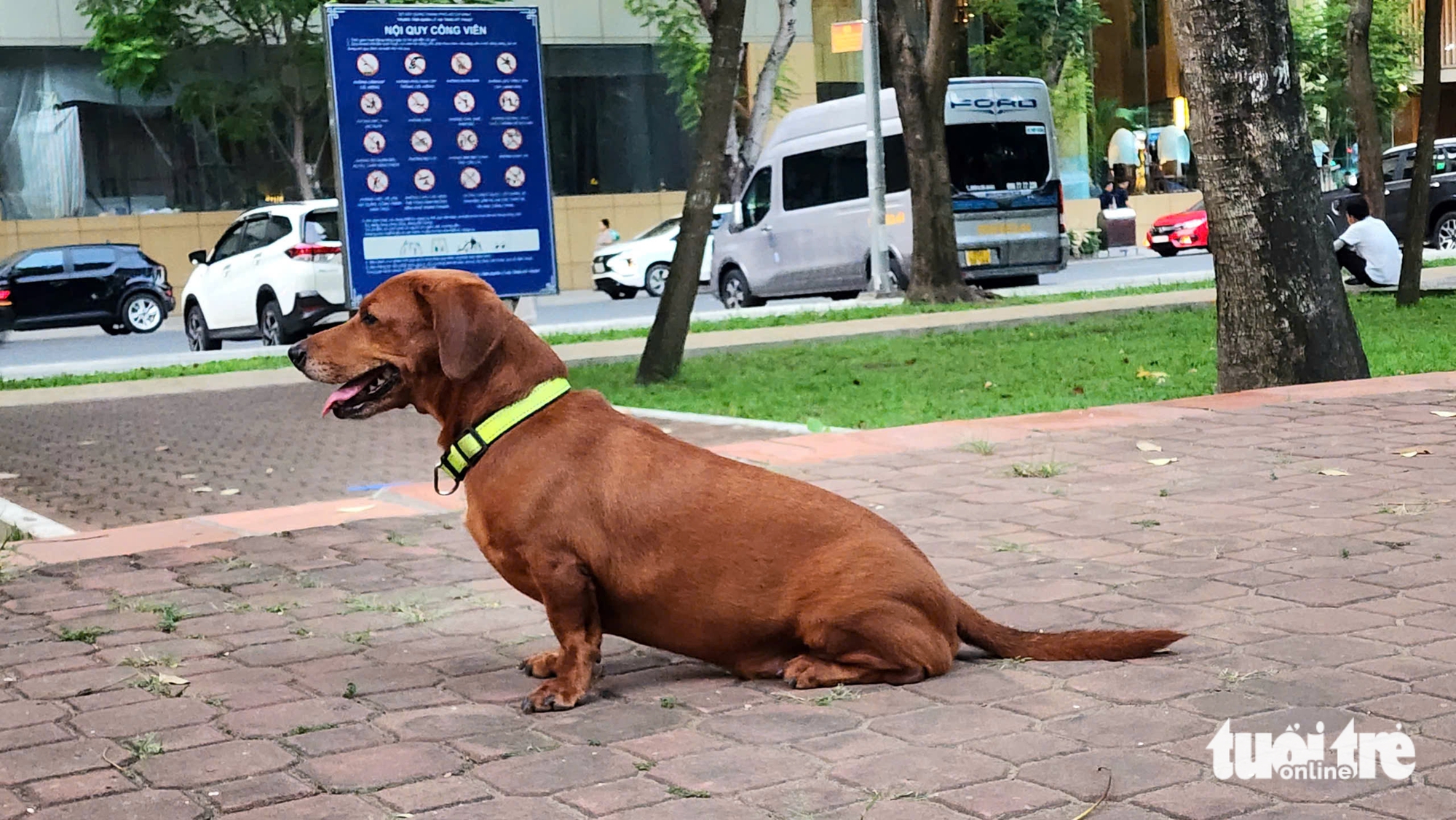 Vẫn đem chó không rọ mõm vào phố đi bộ, công viên trung tâm TP.HCM - Ảnh 1.