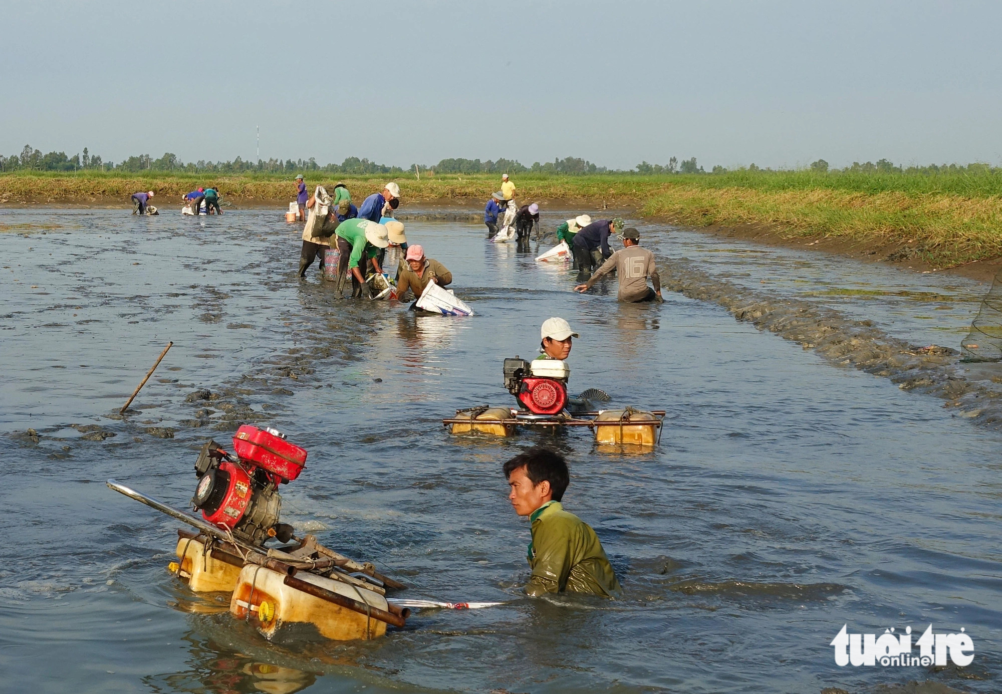 Dân nuôi tôm trên ruộng lúa Kiên Giang làm nhiều cách để phòng tránh ...