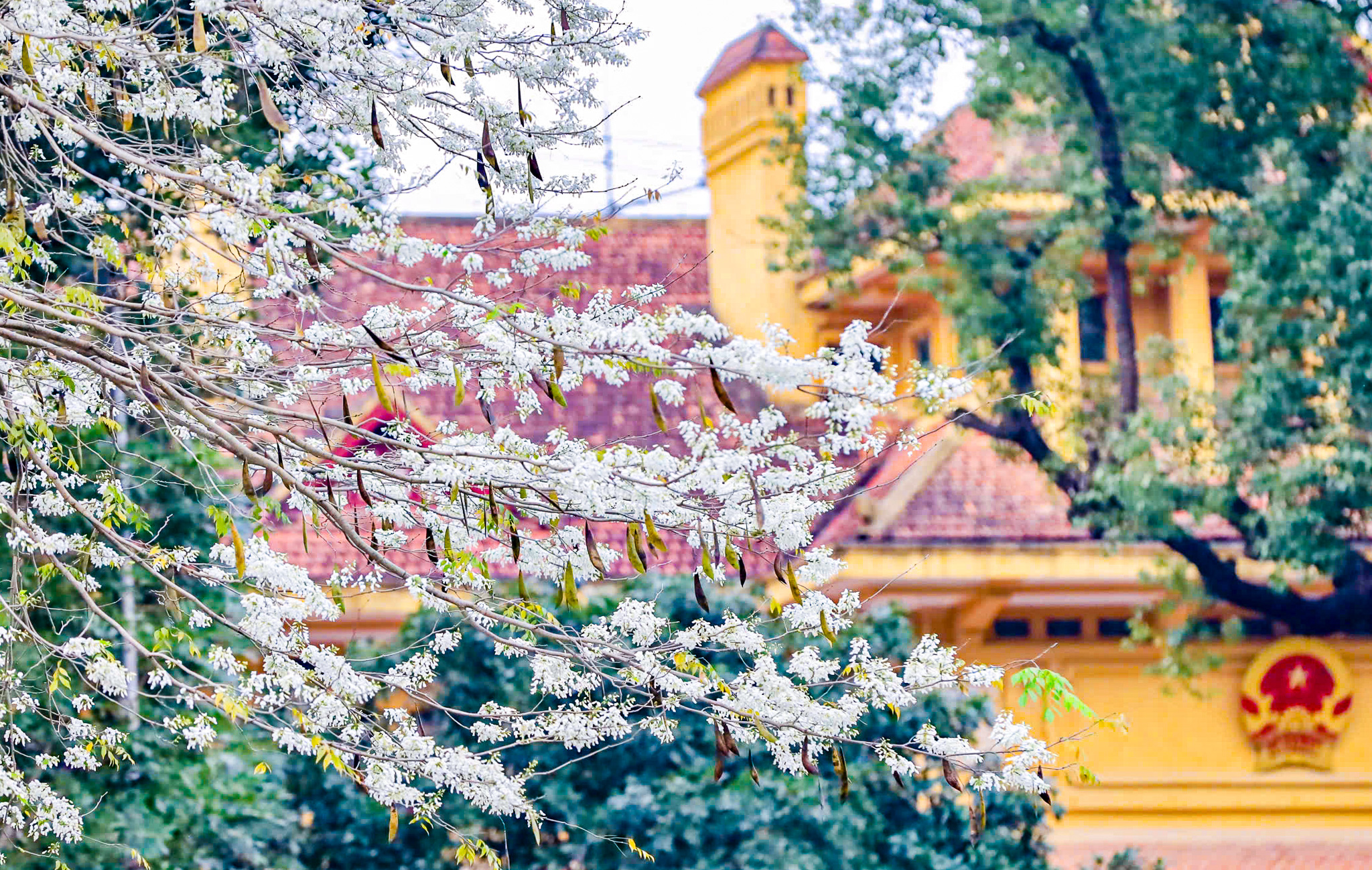 Tha hồ check-in hoa sưa đẹp nao lòng giữa Hà Nội - Ảnh 4. Tha hồ check-in hoa sưa đẹp nao lòng giữa Hà Nội - Ảnh 4.