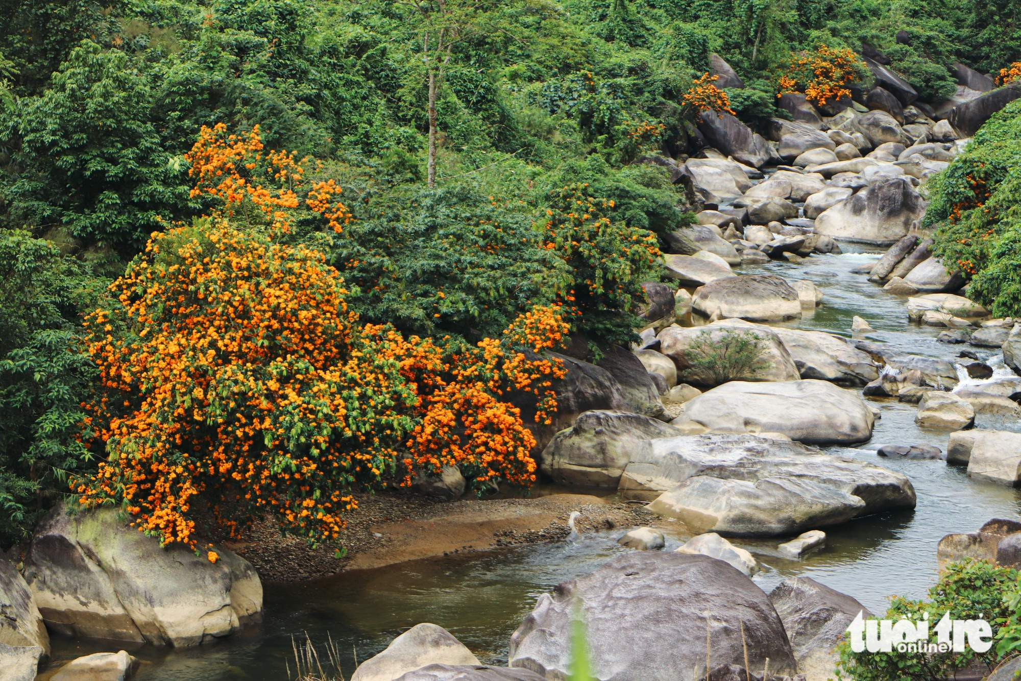 Hoa Rù Rì Watching wild flowers dye the western part of Da Nang yellow