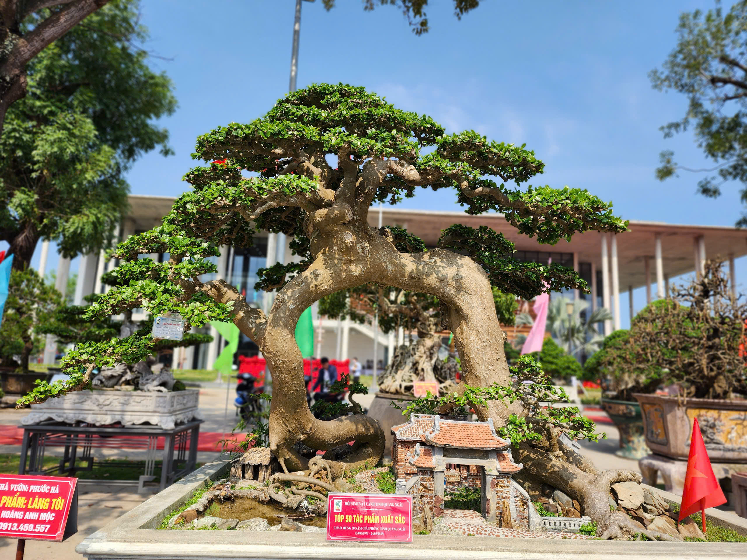 Siêu bonsai hội tụ tại Quảng Ngãi hút mắt người xem - Ảnh 8.