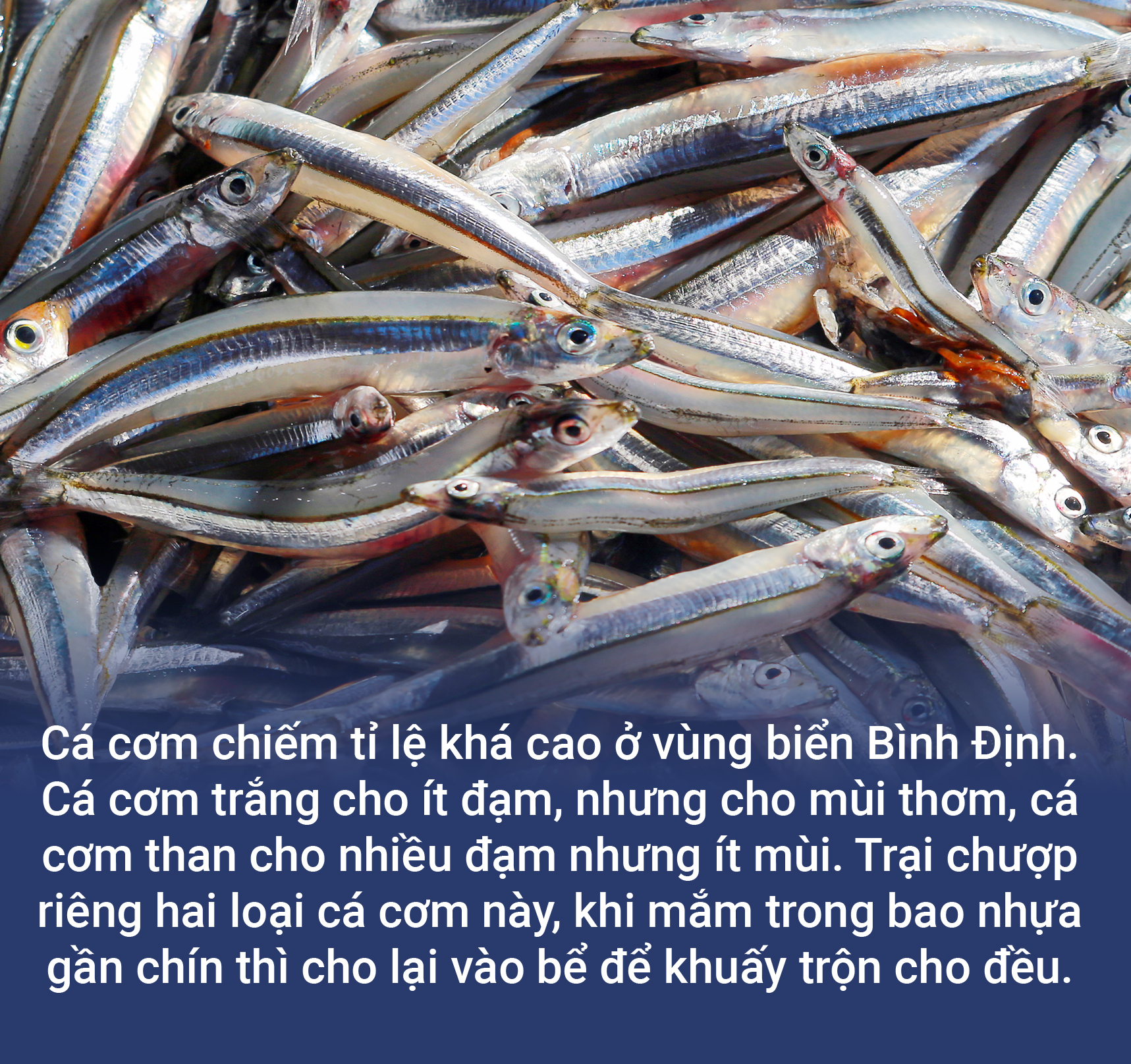Nước mắm An Dũ, phận buồn man mác - Ảnh 2.