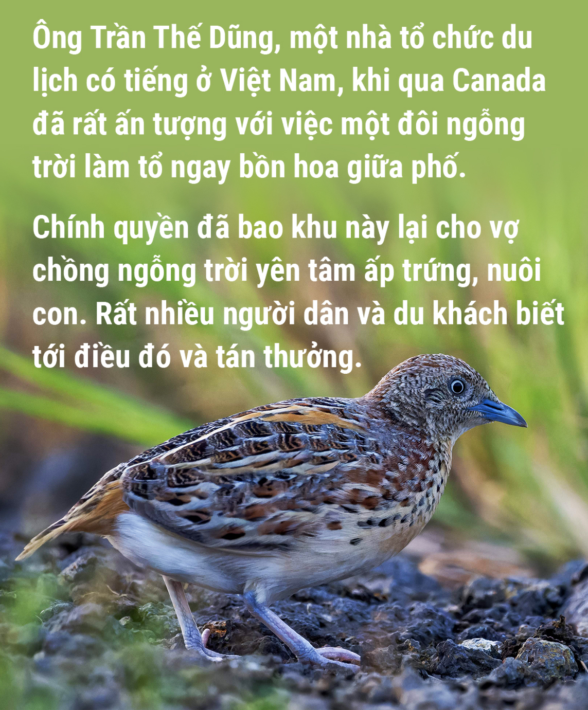 Thương bầy cun cút nhỏ… - Ảnh 8.