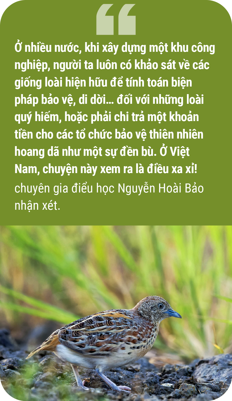 Thương bầy cun cút nhỏ… - Ảnh 11.