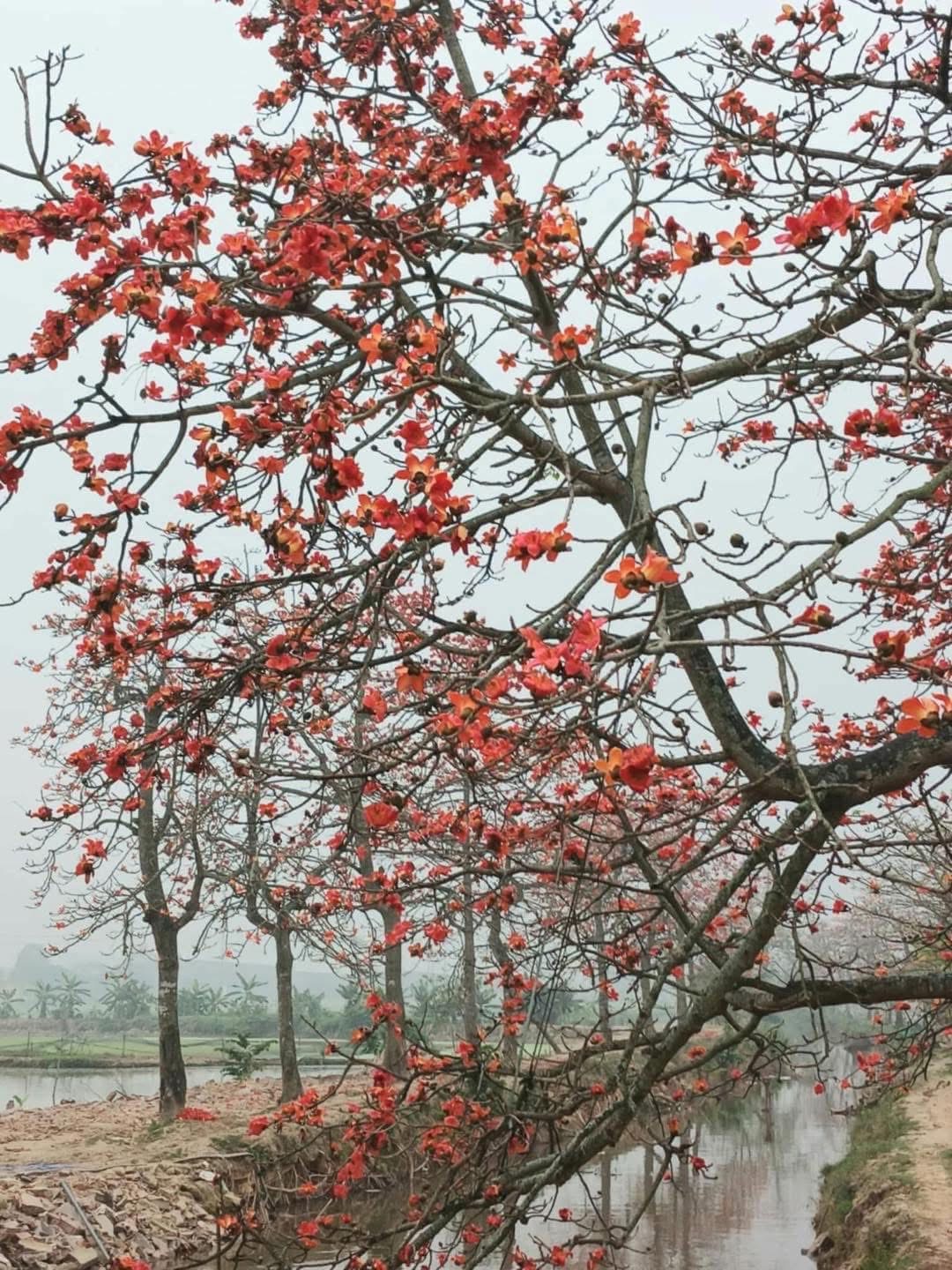 cây gạo - Ảnh 1.