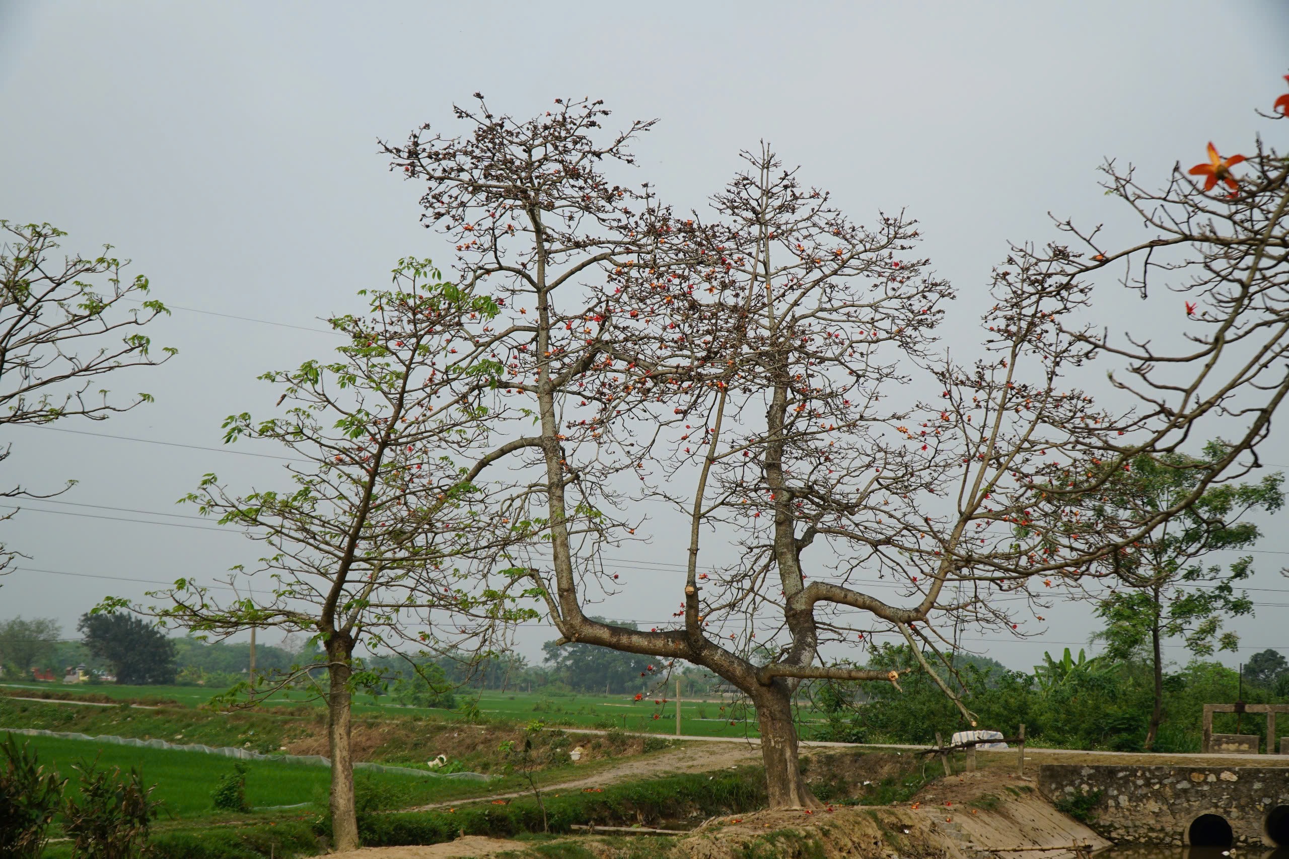 cây gạo - Ảnh 4.