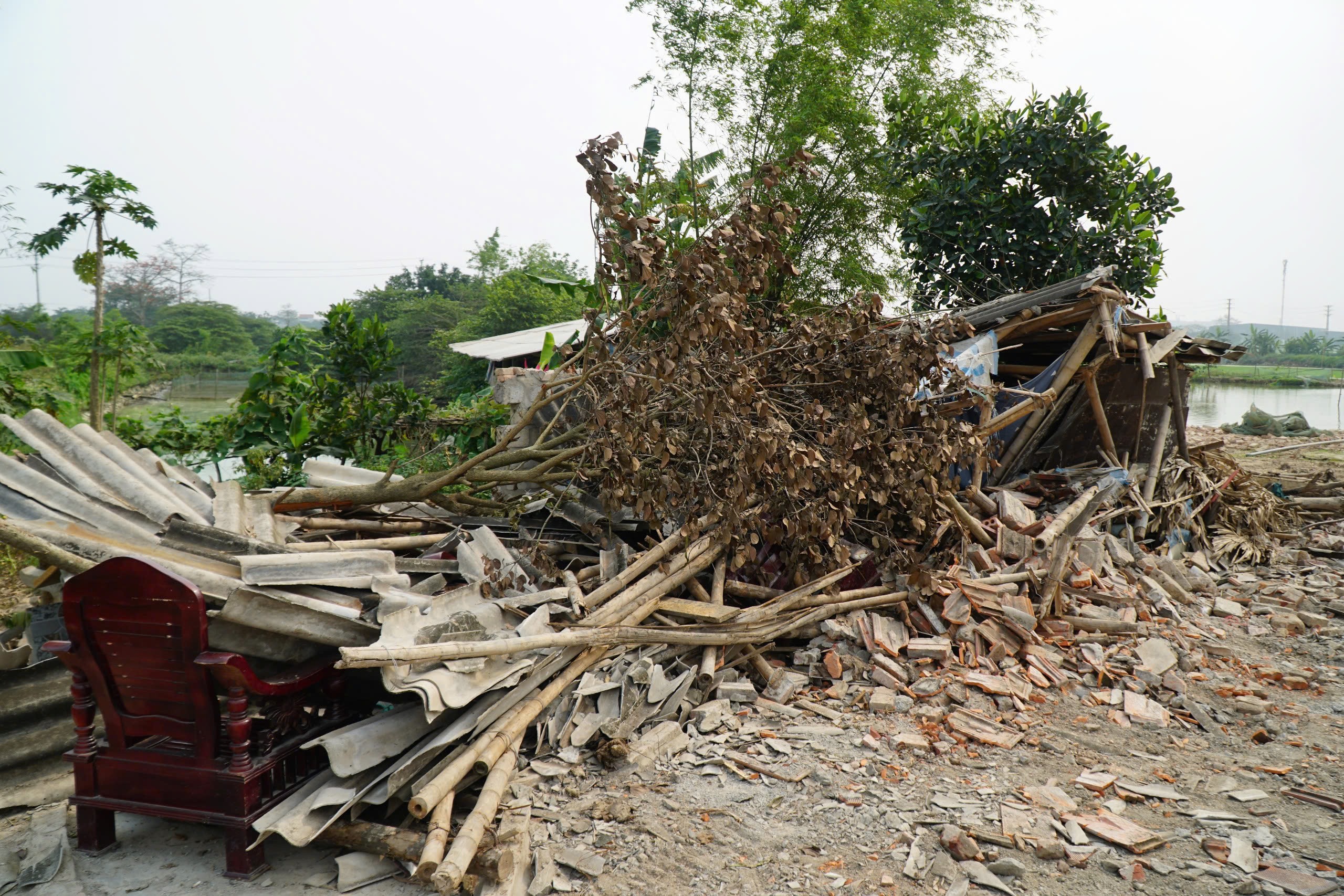 cây gạo - Ảnh 6.
