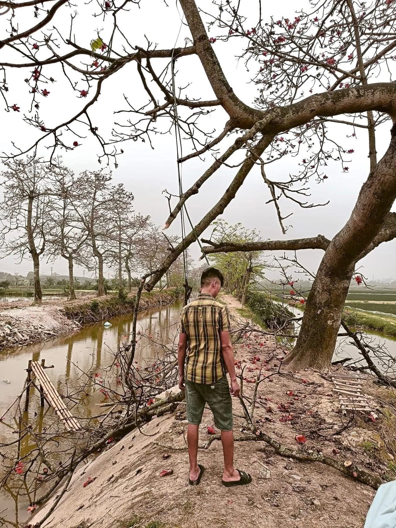 cây gạo - Ảnh 2.