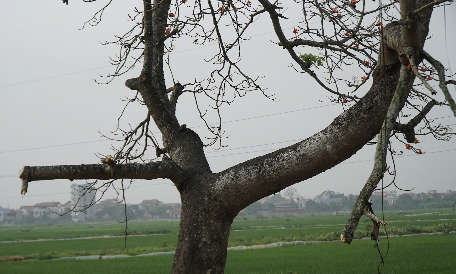 cây gạo - Ảnh 5.