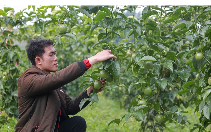 China opens wider door to Vietnam’s fresh jackfruit 
- Ảnh 1.