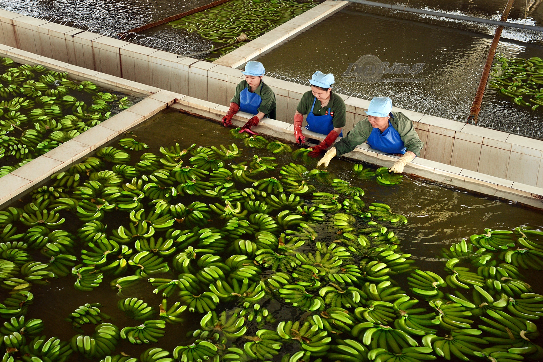 vườn chuối - Ảnh 5.