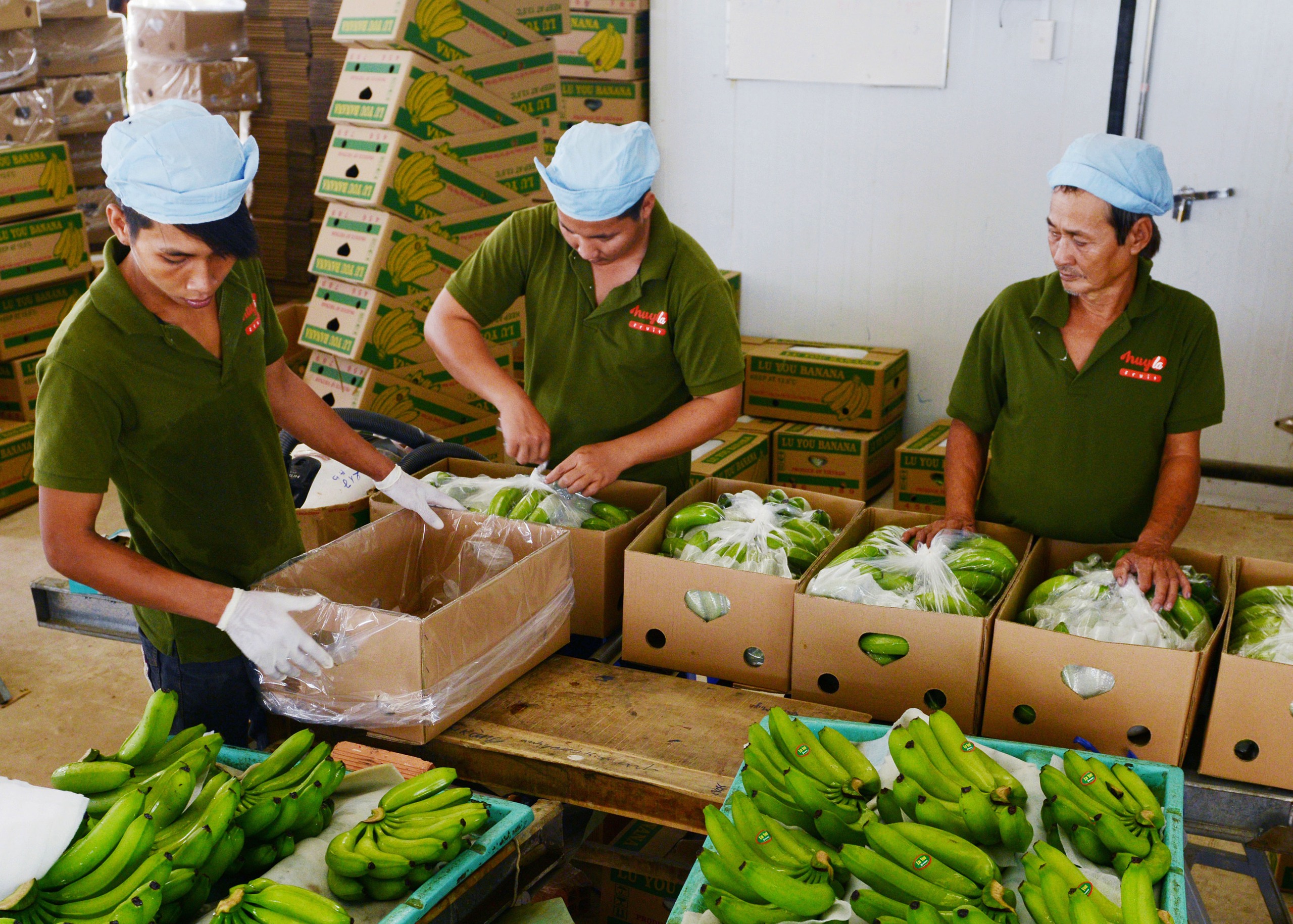 Cận cảnh vườn chuối triệu đô của 'vua chuối' Út Huy ở Tây Ninh sắp bị thi hành án - Ảnh 6.