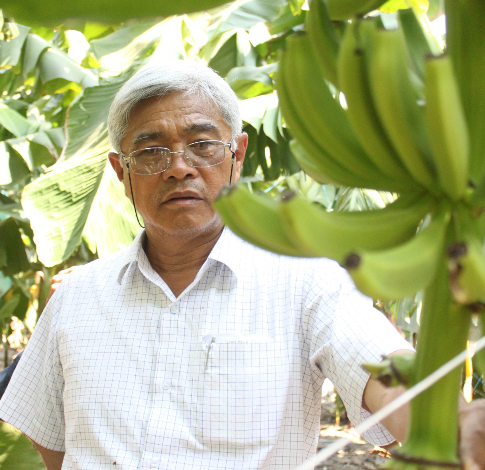 Cận cảnh vườn chuối triệu đô của 'vua chuối' Út Huy ở Tây Ninh sắp bị thi hành án - Ảnh 2.