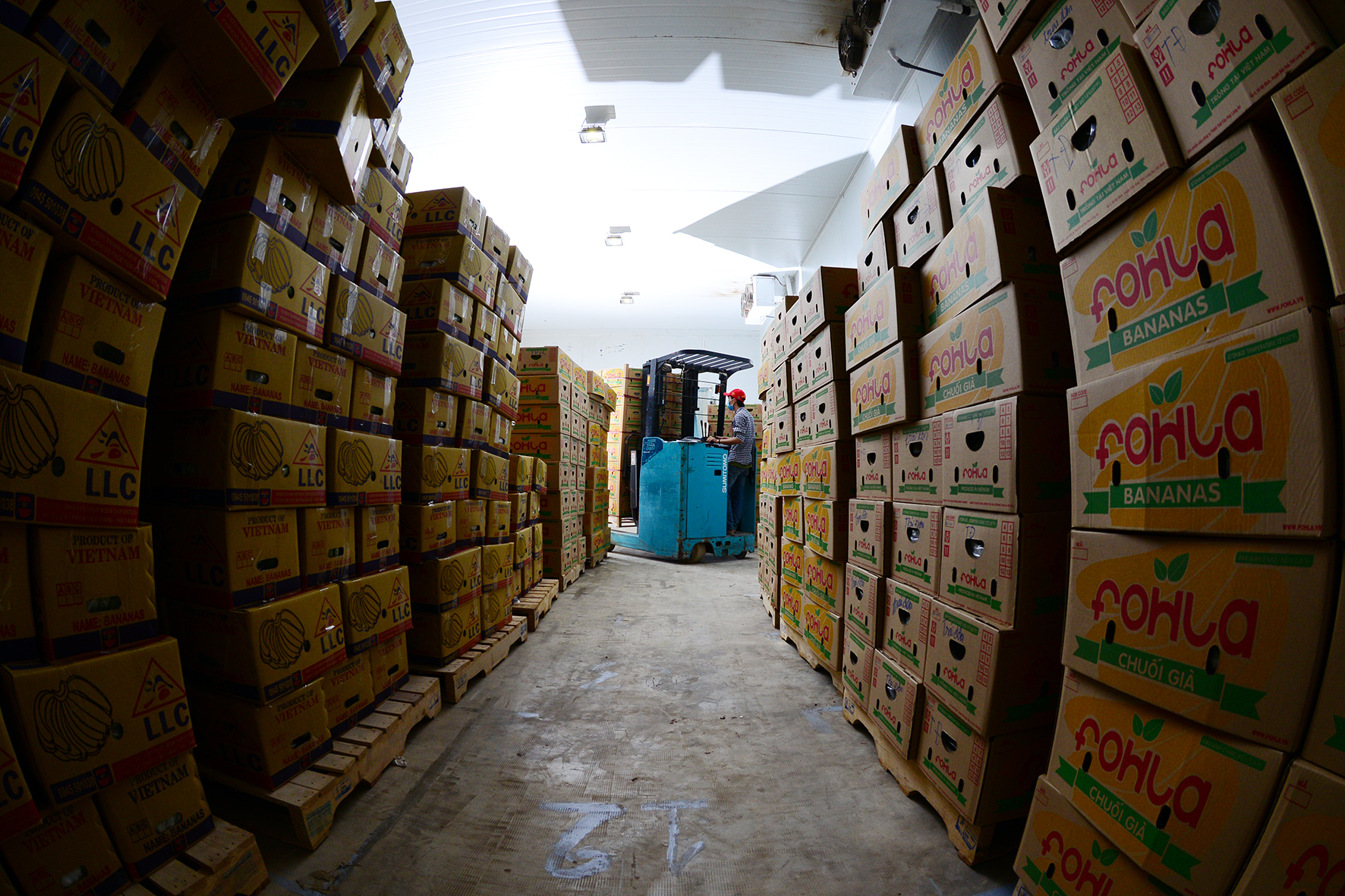 vườn chuối - Ảnh 8.